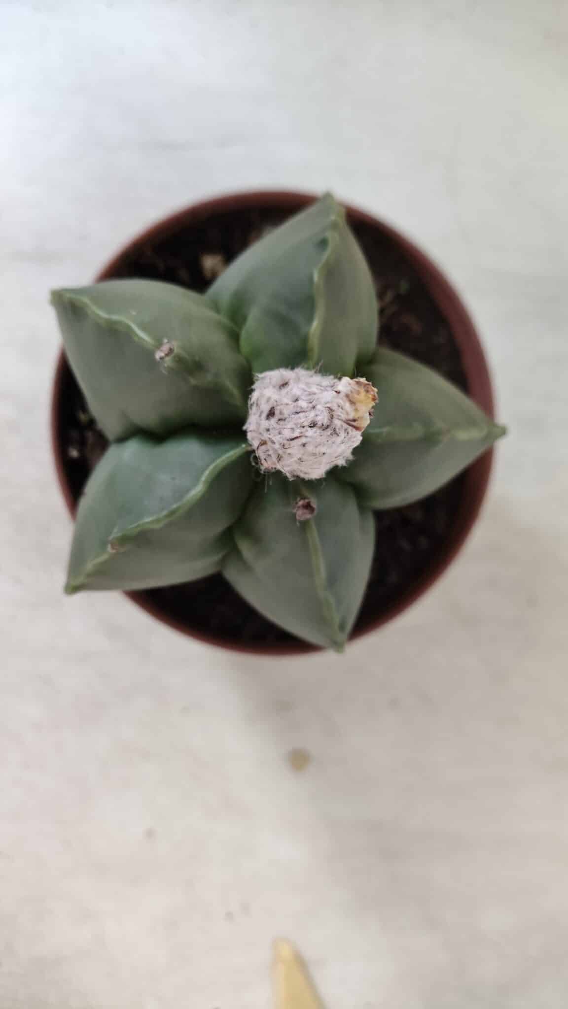 ASTROPHYTUM MYRIOSTIGMA "NUDUM" Nº 715 – vaso 11