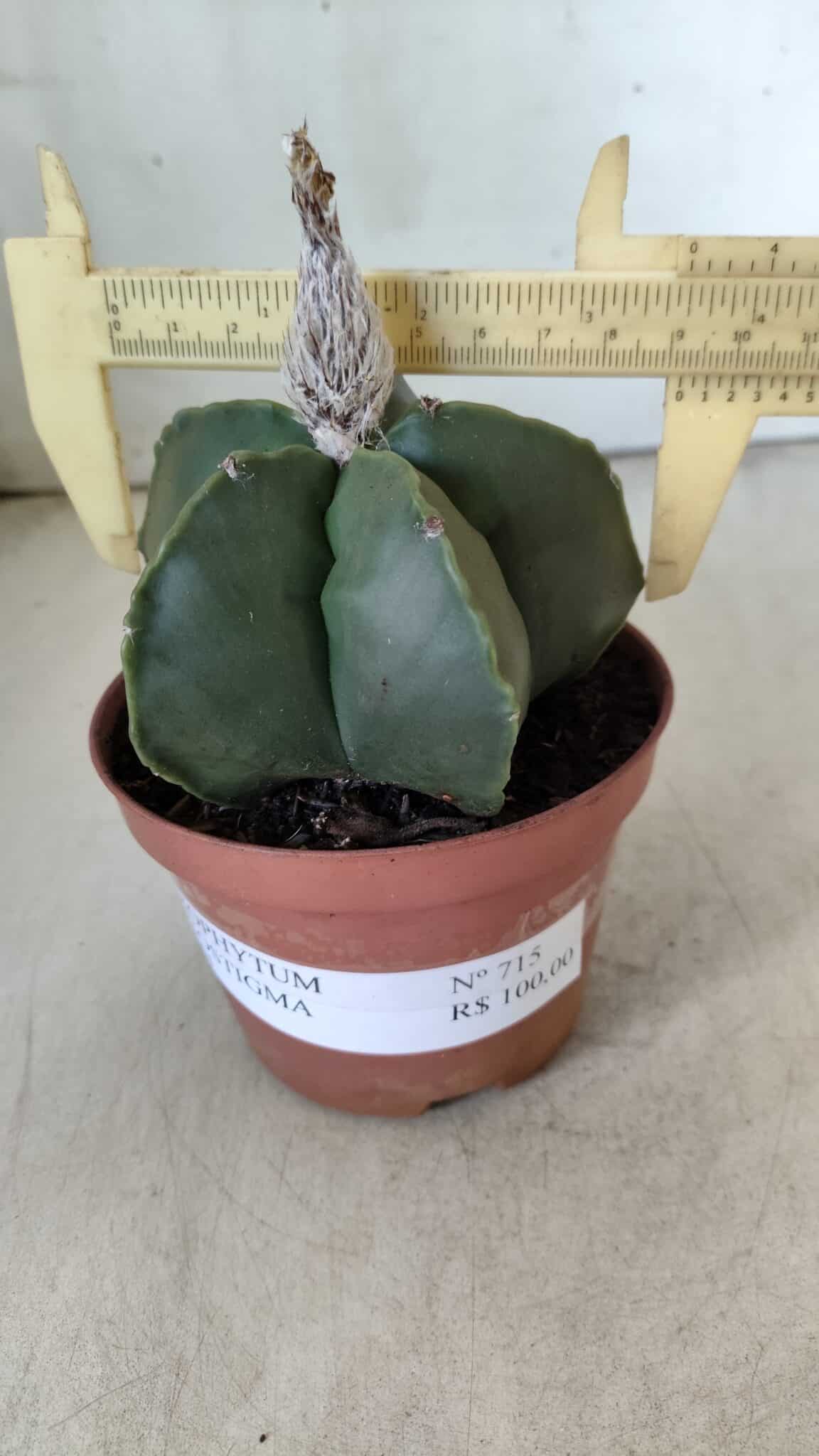 ASTROPHYTUM MYRIOSTIGMA "NUDUM" Nº 715 – vaso 11