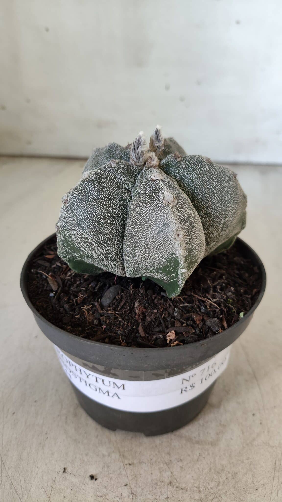 ASTROPHYTUM MYRIOSTIGMA  Nº 716 – vaso 11