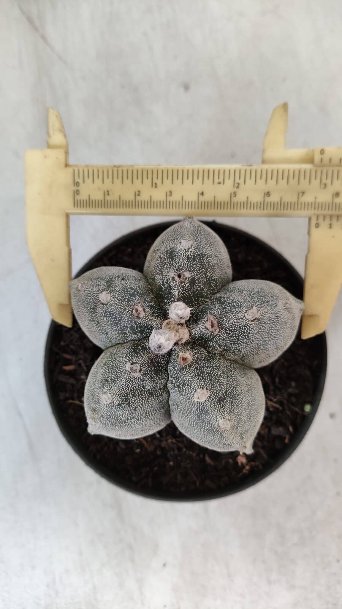 ASTROPHYTUM MYRIOSTIGMA  Nº 716 – vaso 11