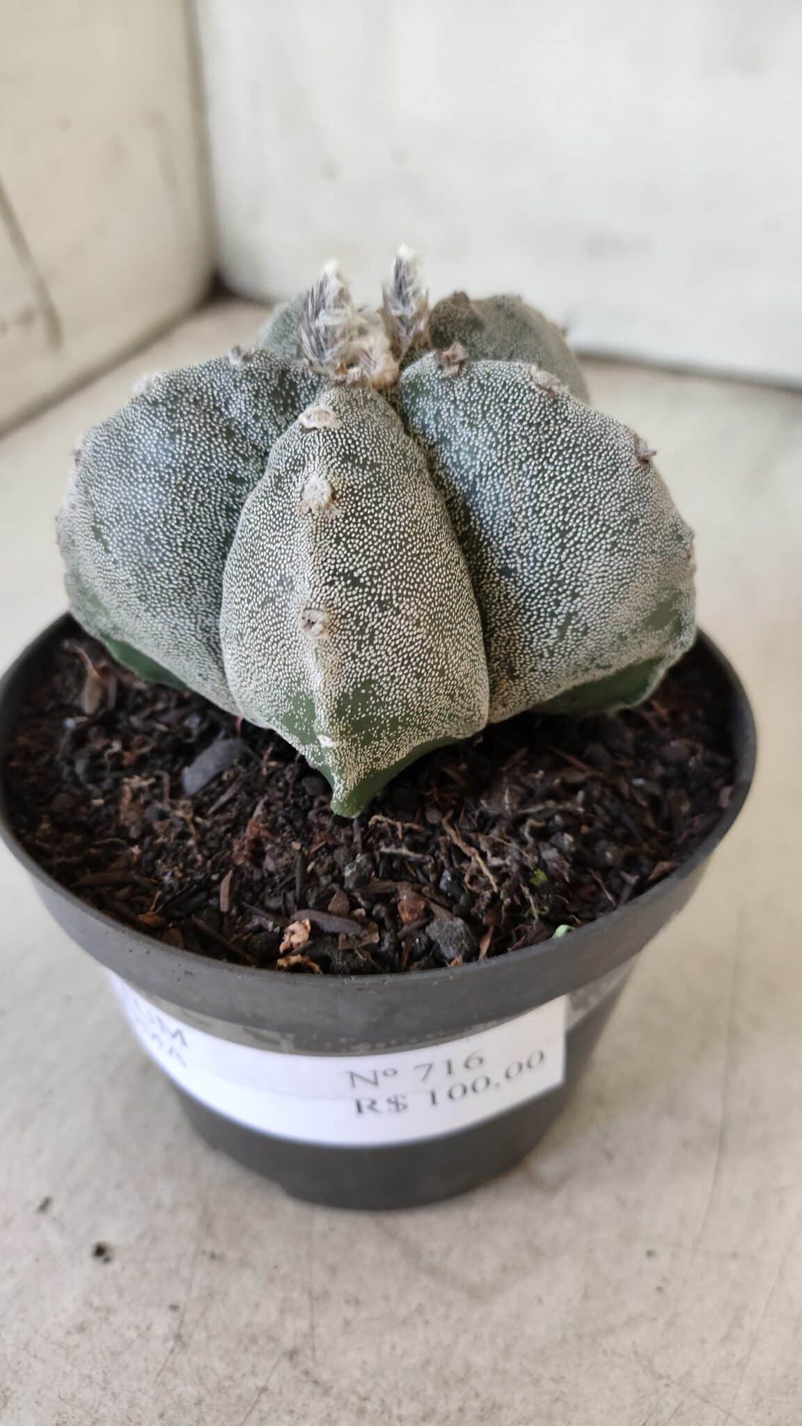 ASTROPHYTUM MYRIOSTIGMA  Nº 716 – vaso 11