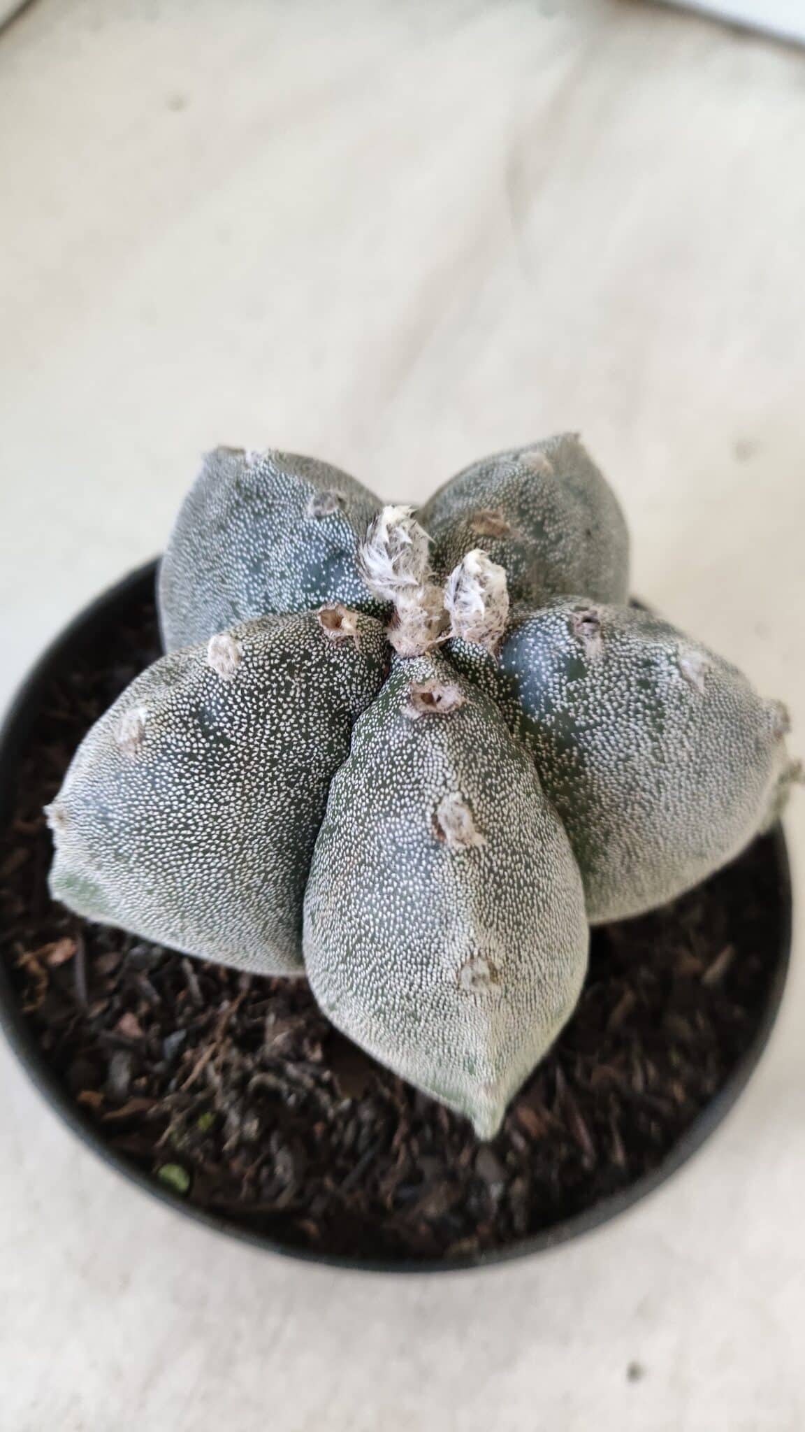 ASTROPHYTUM MYRIOSTIGMA  Nº 716 – vaso 11