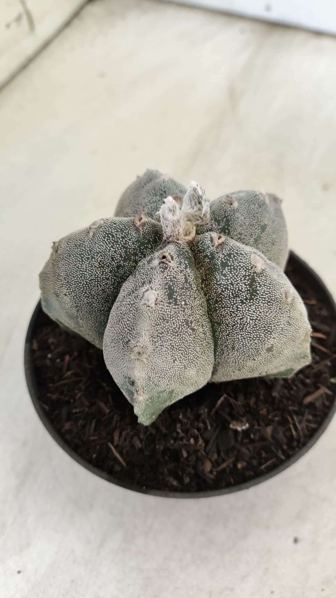 ASTROPHYTUM MYRIOSTIGMA  Nº 716 – vaso 11