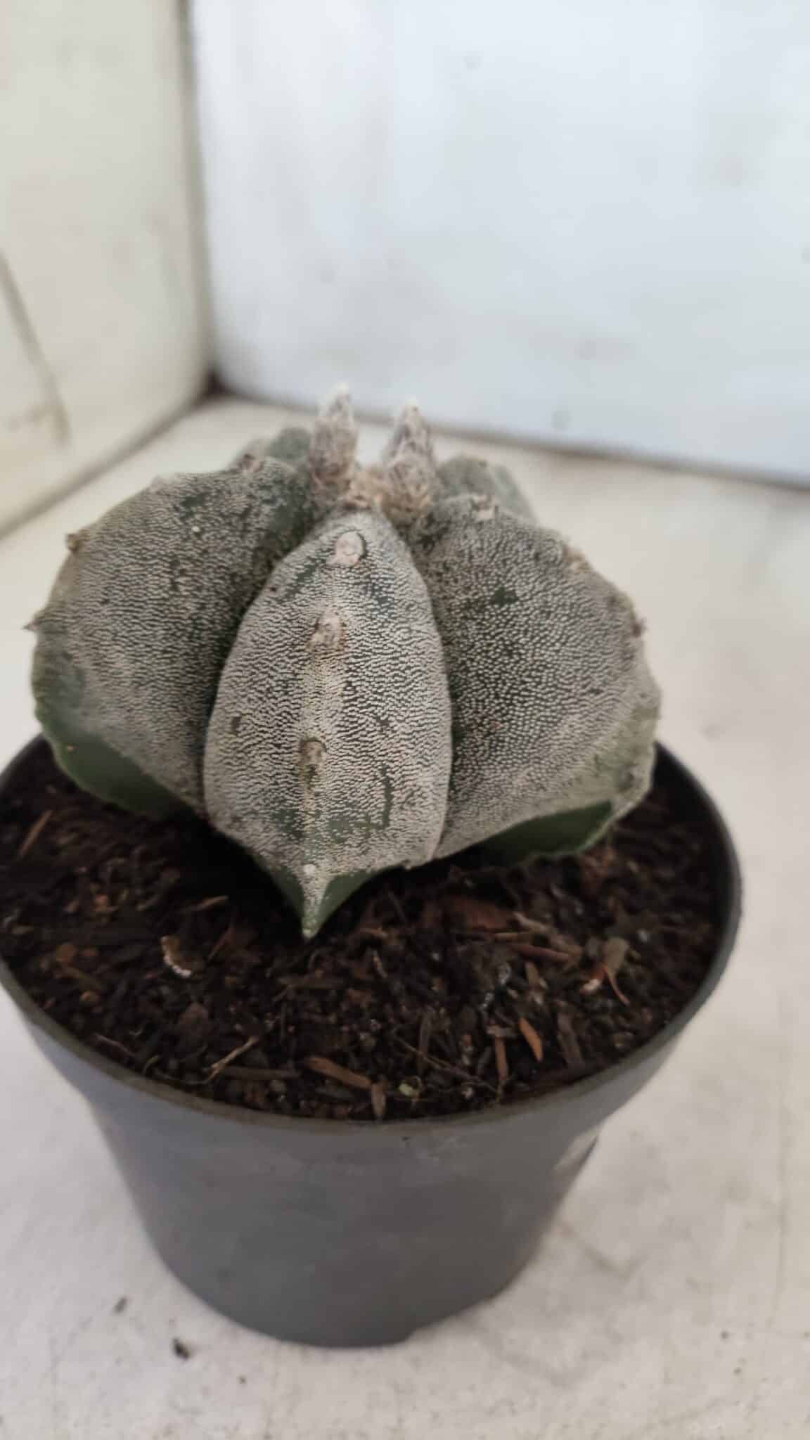 ASTROPHYTUM MYRIOSTIGMA  Nº 716 – vaso 11