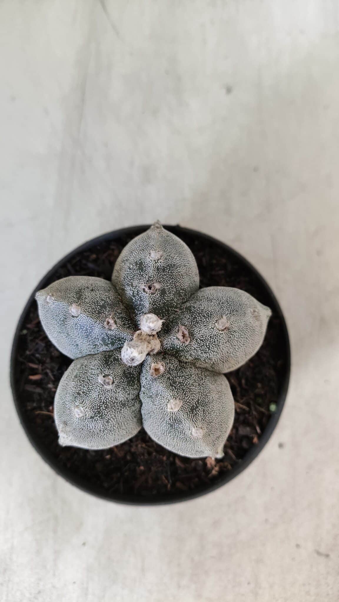 ASTROPHYTUM MYRIOSTIGMA  Nº 716 – vaso 11