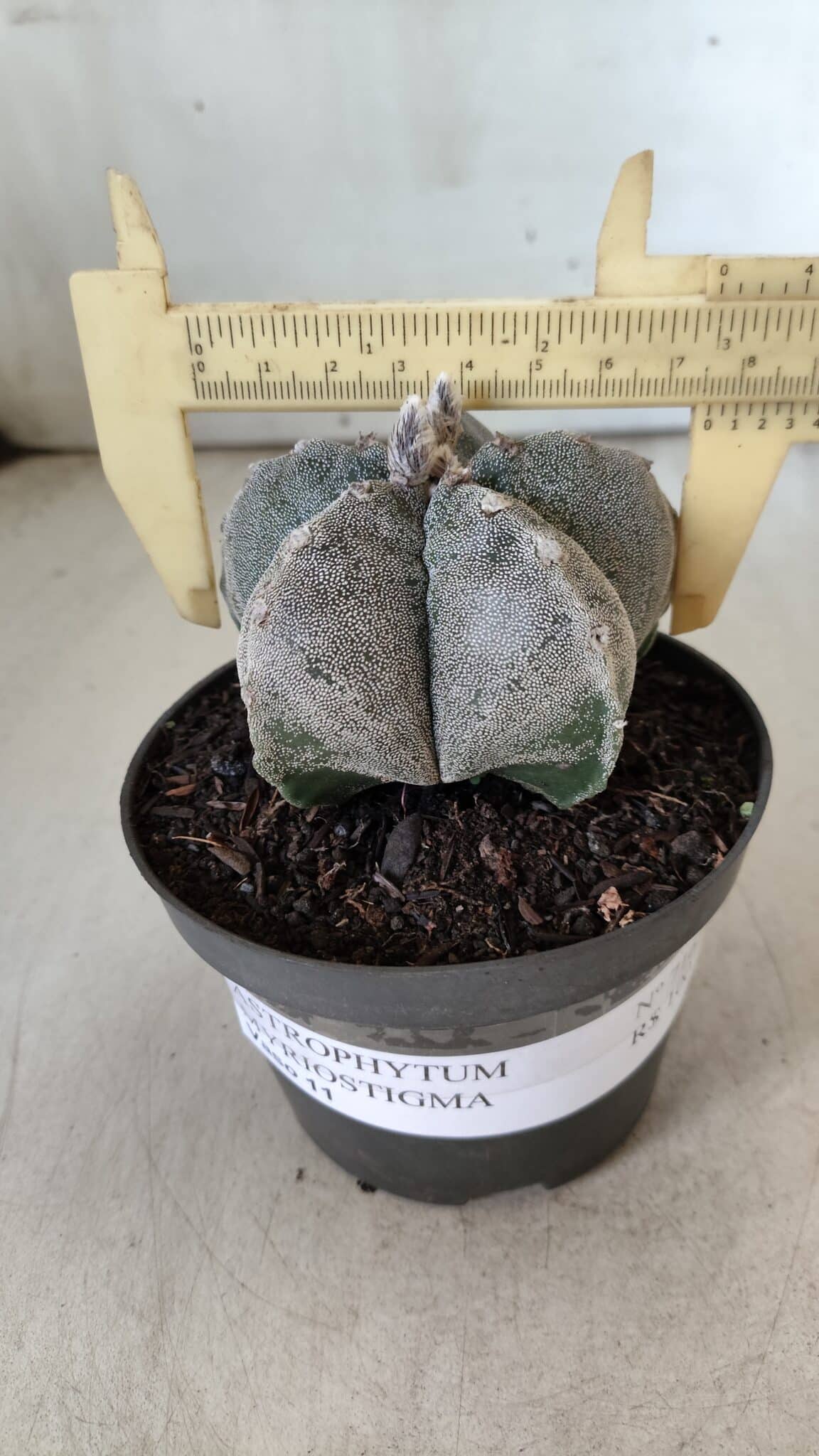 ASTROPHYTUM MYRIOSTIGMA  Nº 716 – vaso 11