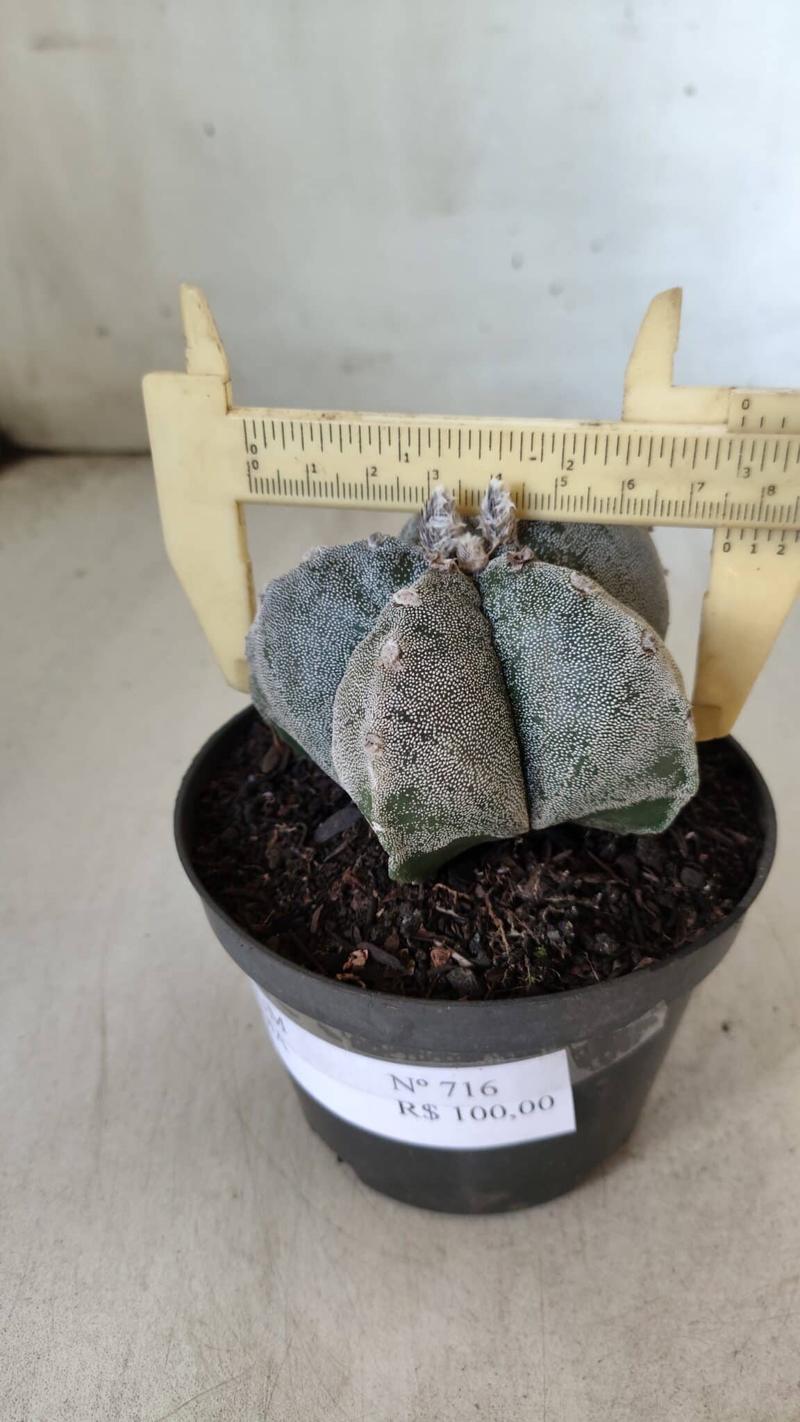 ASTROPHYTUM MYRIOSTIGMA  Nº 716 – vaso 11