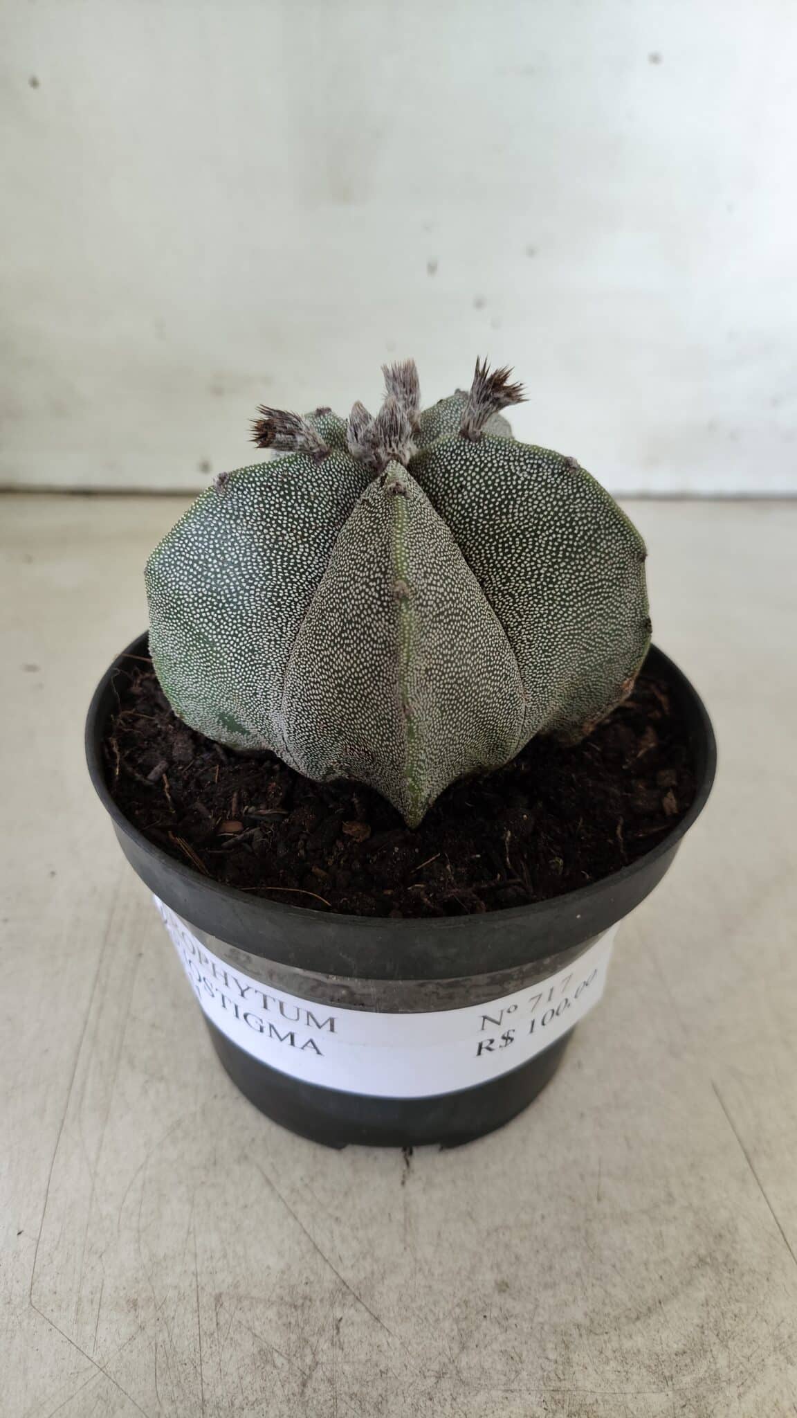 ASTROPHYTUM MYRIOSTIGMA  Nº 717 – vaso 11