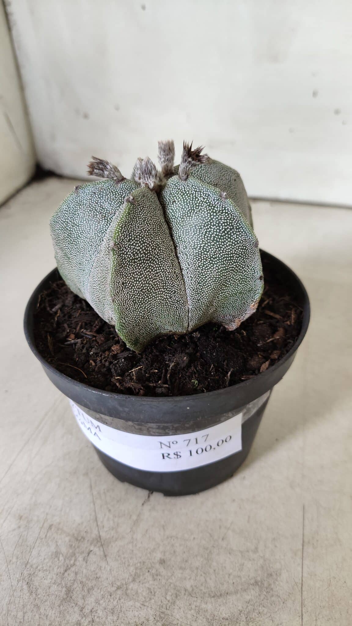 ASTROPHYTUM MYRIOSTIGMA  Nº 717 – vaso 11