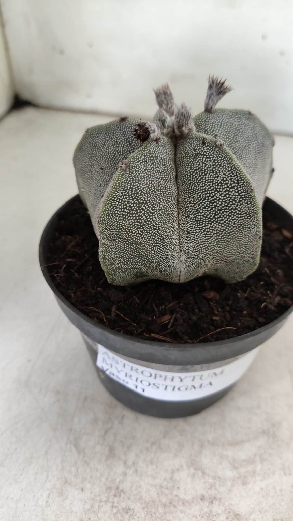 ASTROPHYTUM MYRIOSTIGMA  Nº 717 – vaso 11