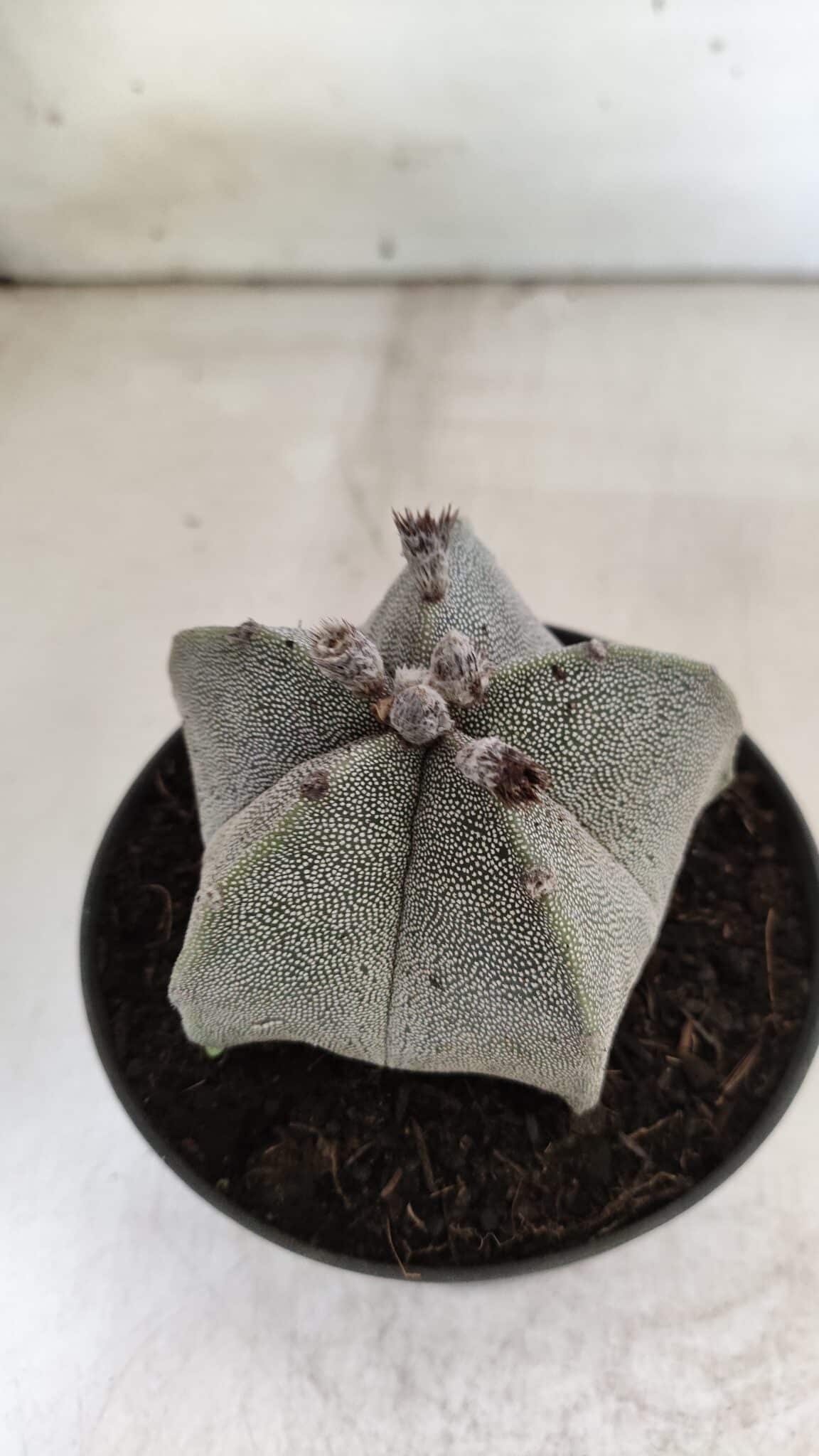 ASTROPHYTUM MYRIOSTIGMA  Nº 717 – vaso 11
