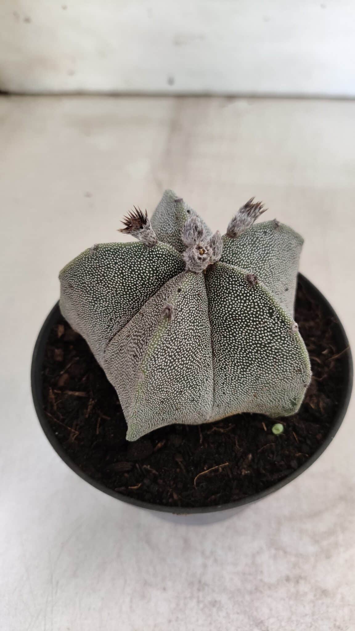 ASTROPHYTUM MYRIOSTIGMA  Nº 717 – vaso 11