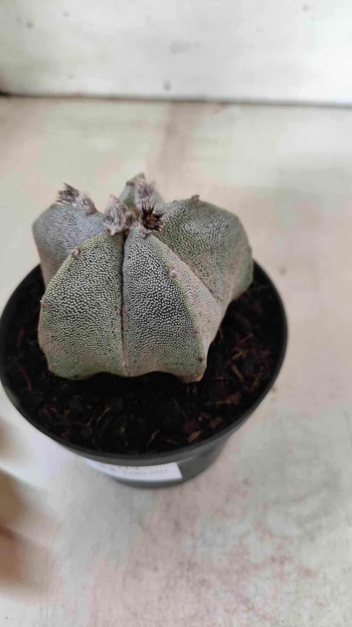 ASTROPHYTUM MYRIOSTIGMA  Nº 717 – vaso 11