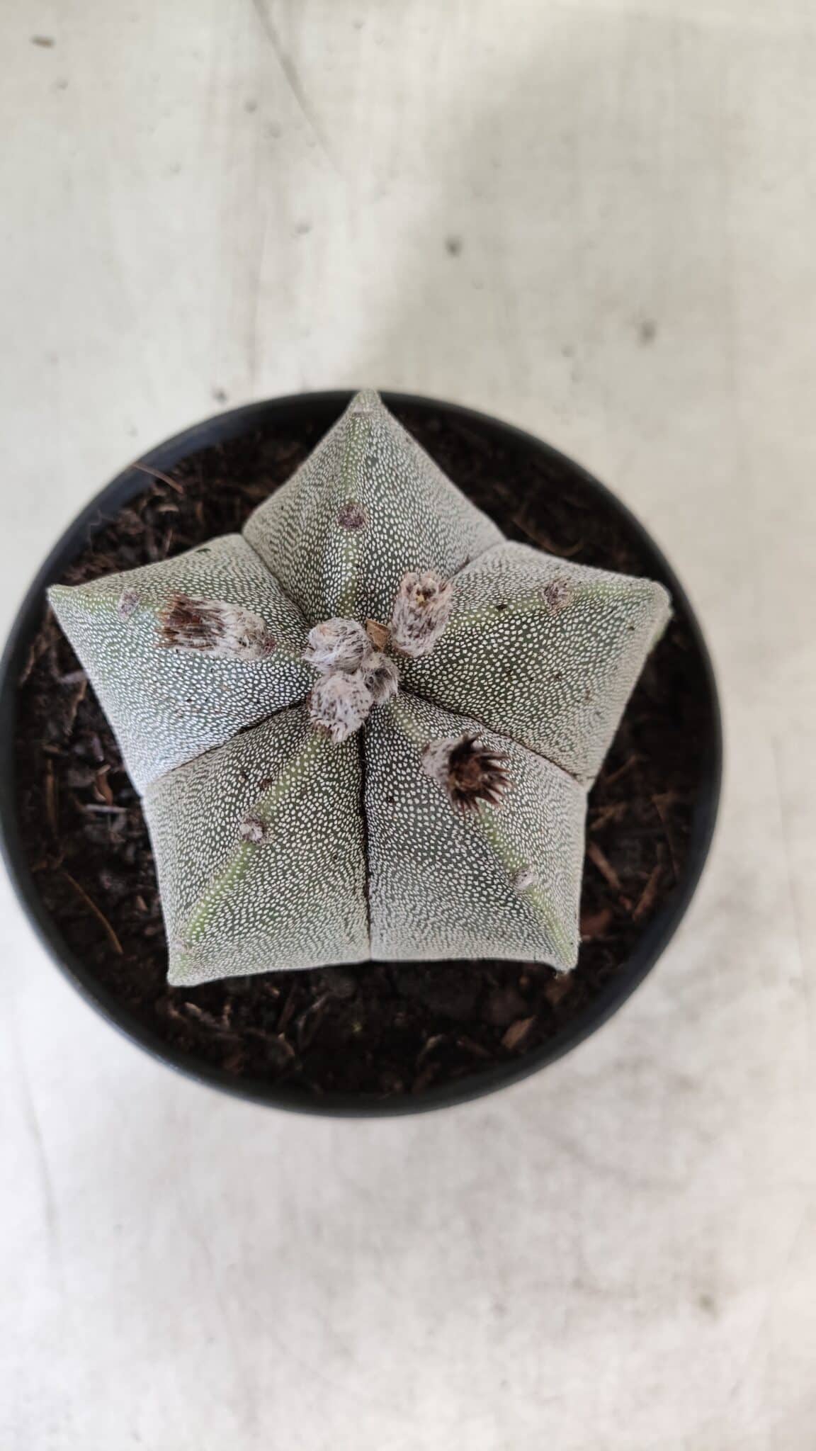 ASTROPHYTUM MYRIOSTIGMA  Nº 717 – vaso 11