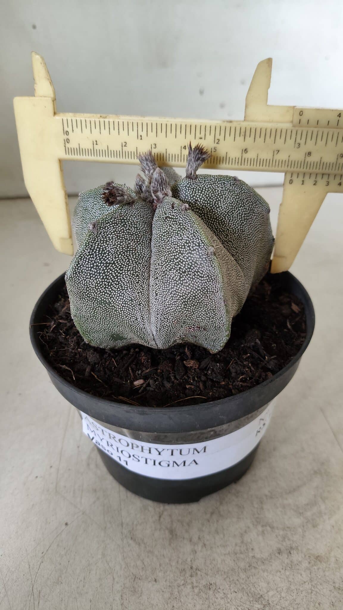 ASTROPHYTUM MYRIOSTIGMA  Nº 717 – vaso 11