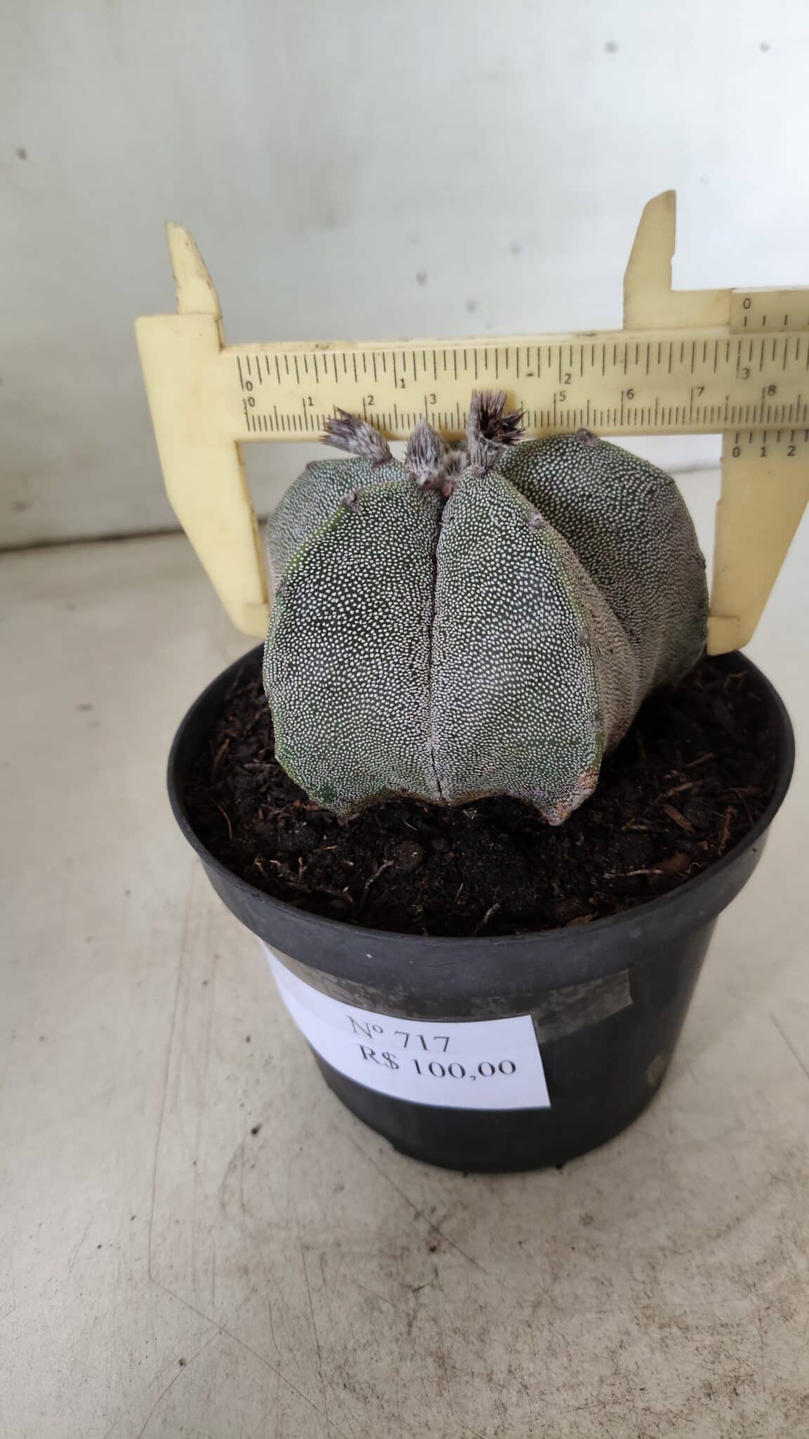 ASTROPHYTUM MYRIOSTIGMA  Nº 717 – vaso 11