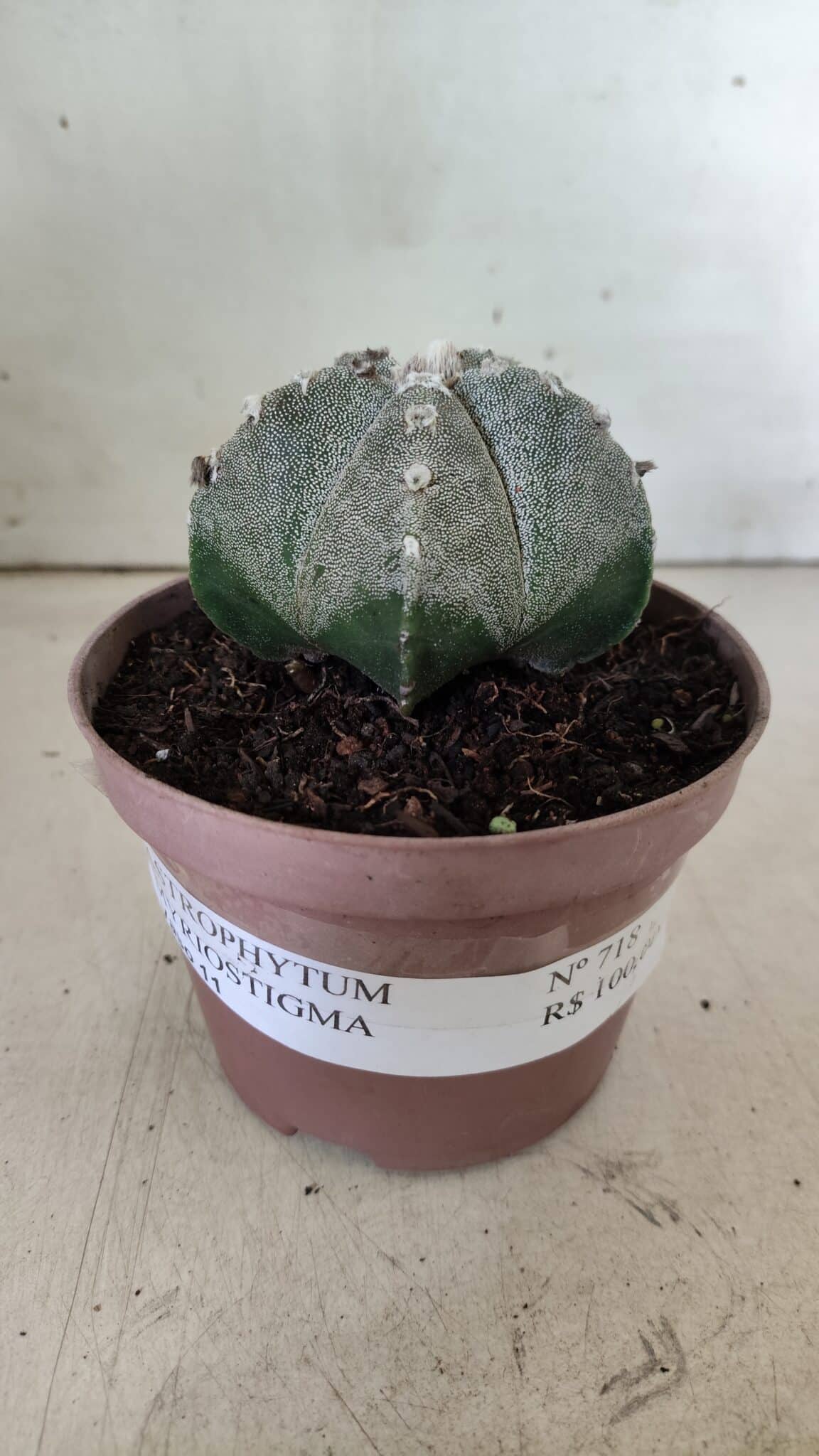 ASTROPHYTUM MYRIOSTIGMA  Nº 718 – vaso 11