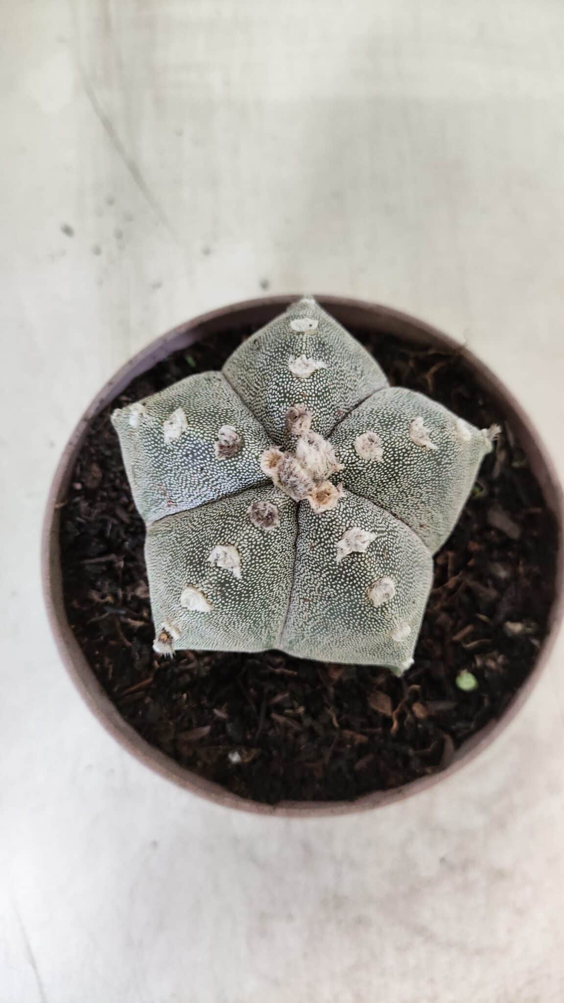 ASTROPHYTUM MYRIOSTIGMA  Nº 718 – vaso 11