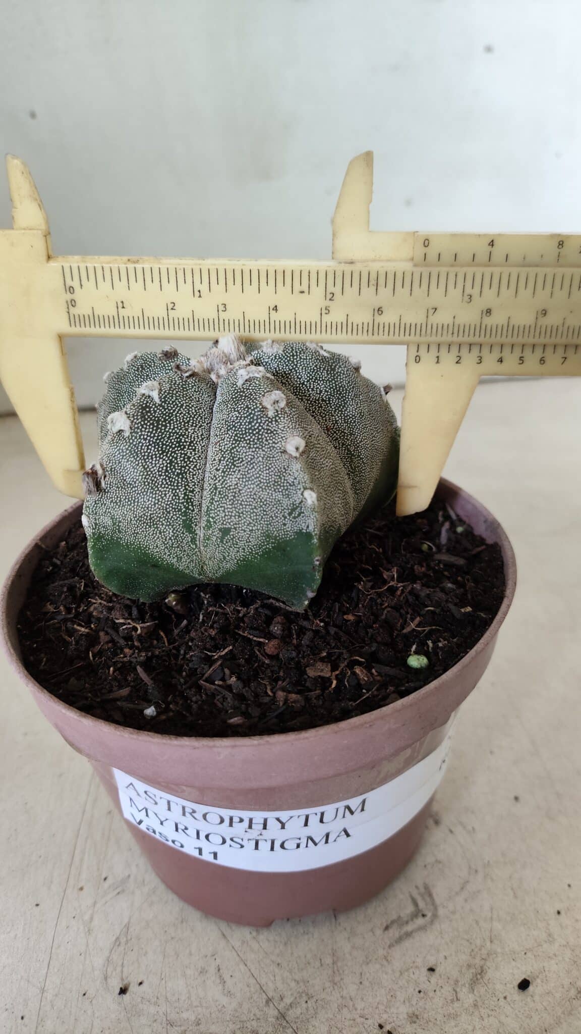 ASTROPHYTUM MYRIOSTIGMA  Nº 718 – vaso 11