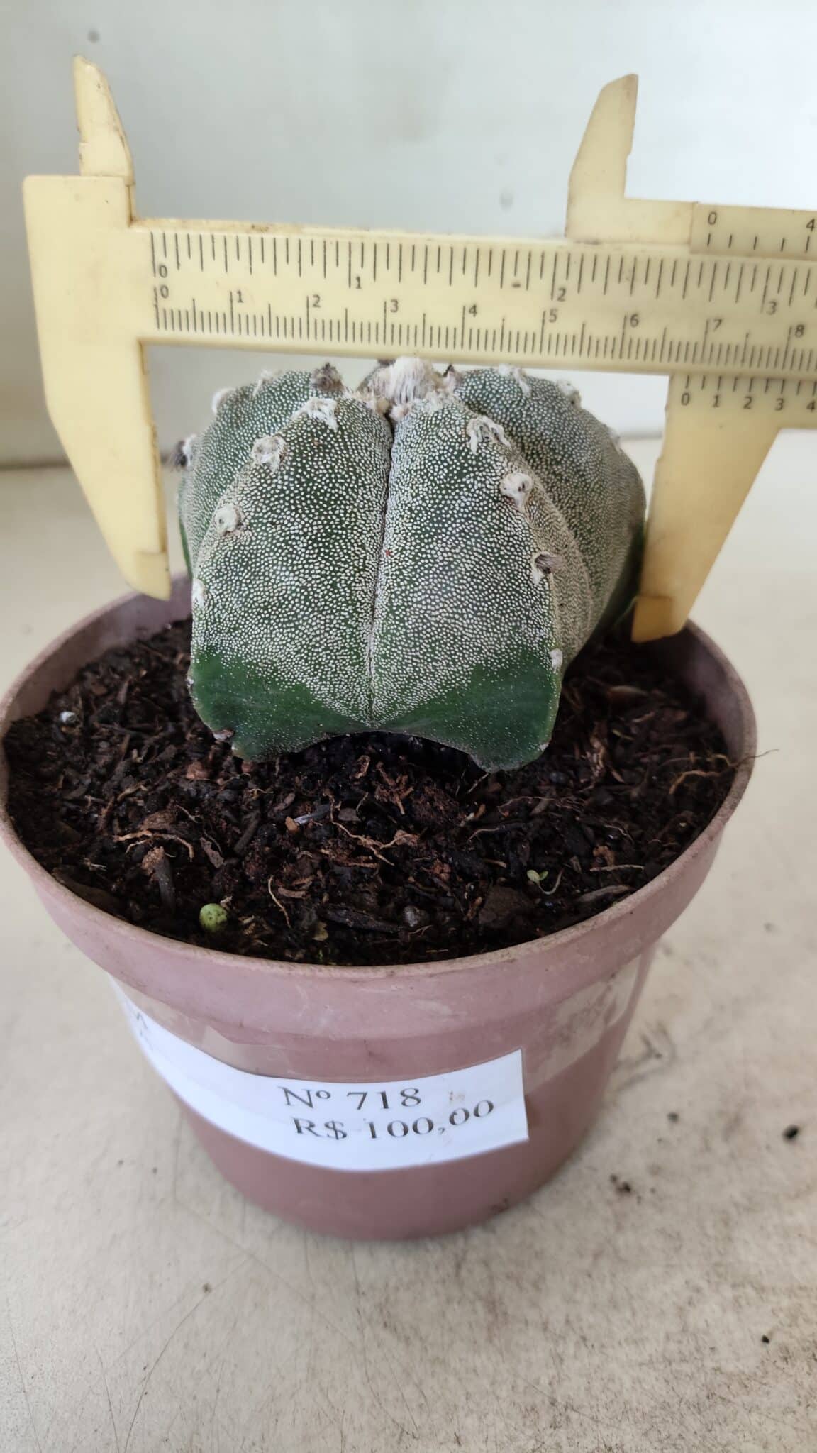 ASTROPHYTUM MYRIOSTIGMA  Nº 718 – vaso 11