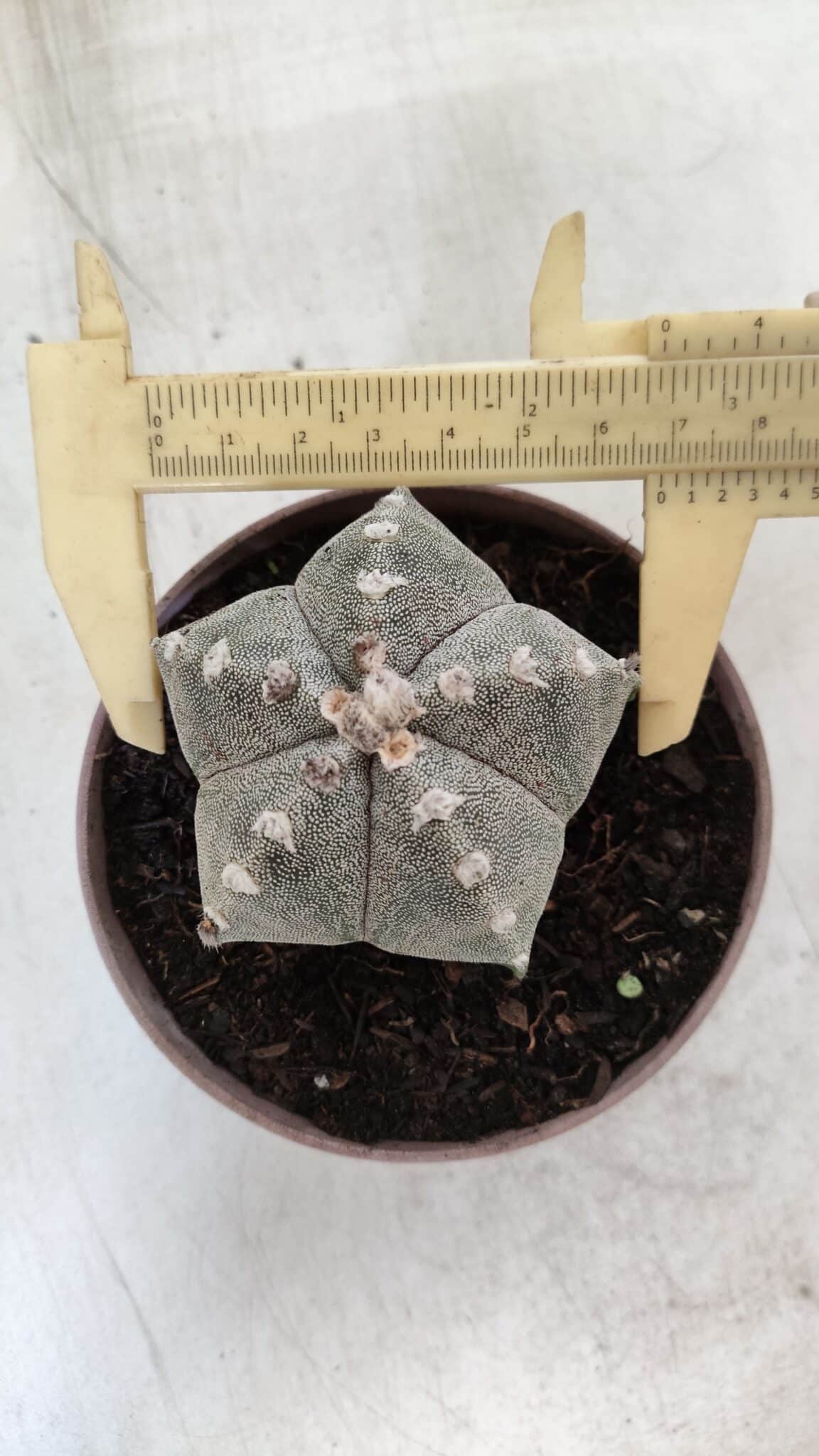 ASTROPHYTUM MYRIOSTIGMA  Nº 718 – vaso 11