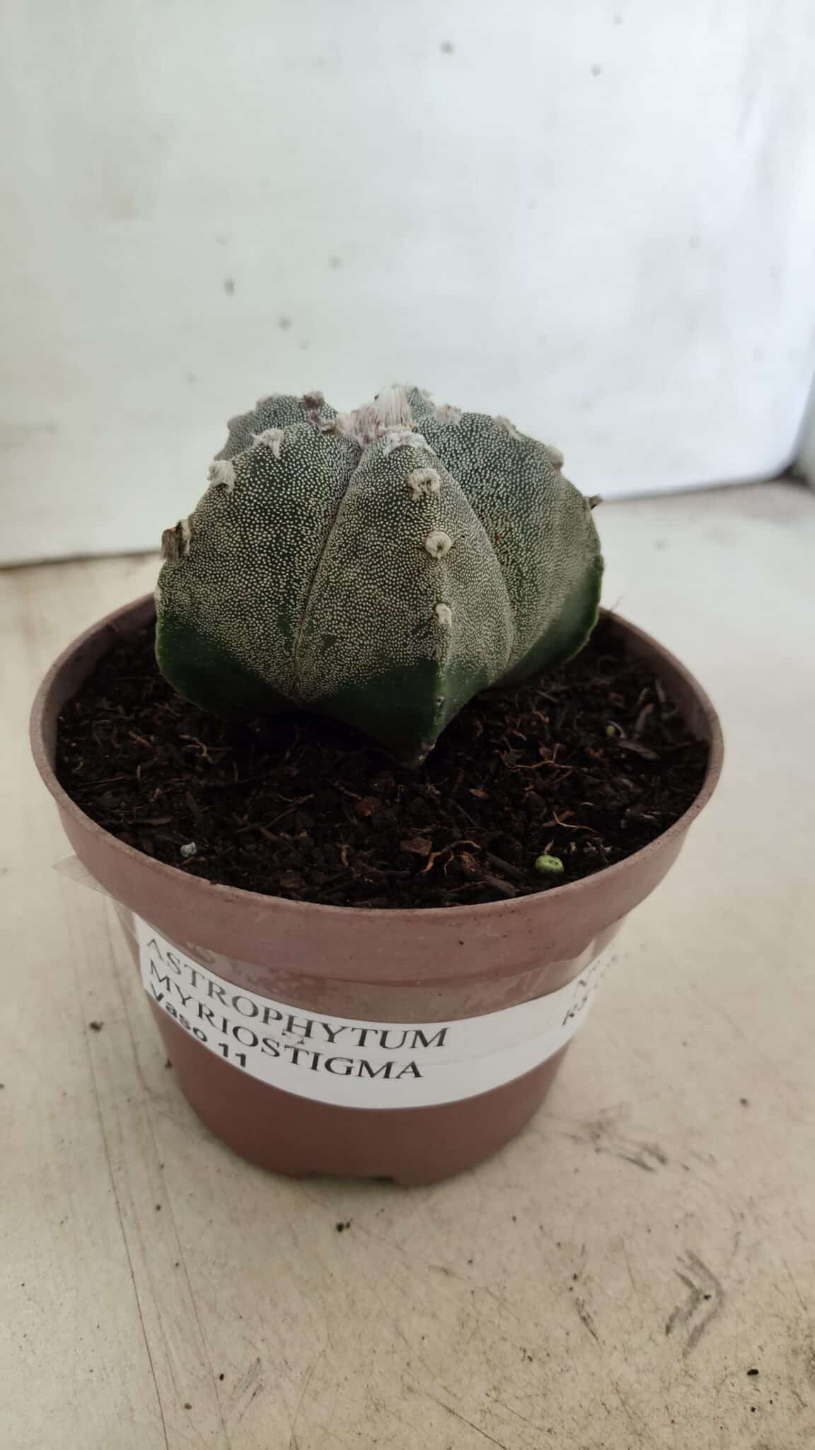 ASTROPHYTUM MYRIOSTIGMA  Nº 718 – vaso 11