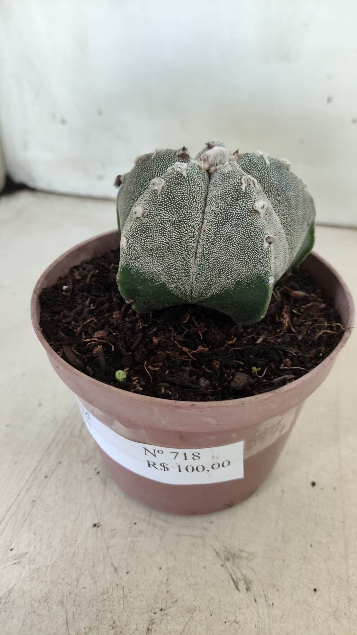 ASTROPHYTUM MYRIOSTIGMA  Nº 718 – vaso 11