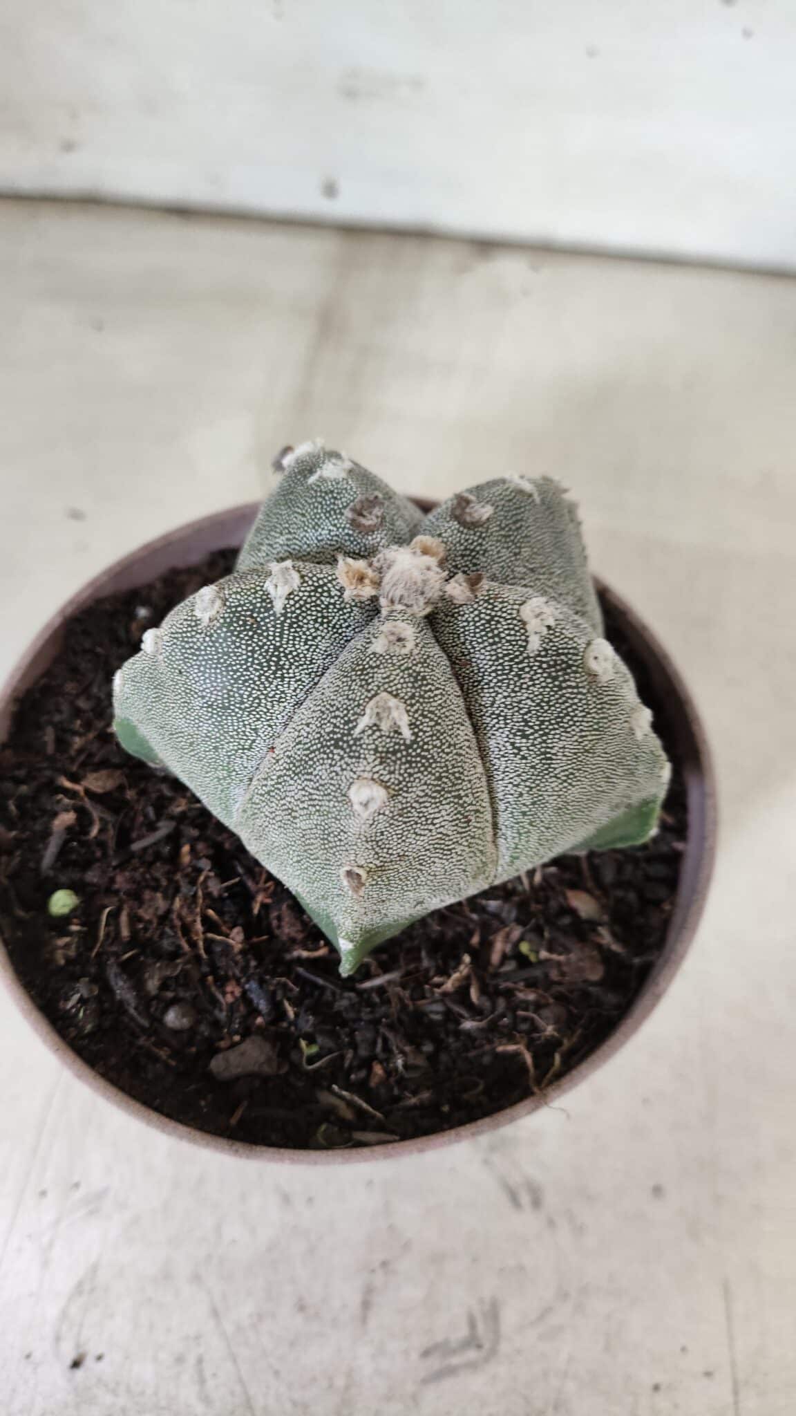 ASTROPHYTUM MYRIOSTIGMA  Nº 718 – vaso 11