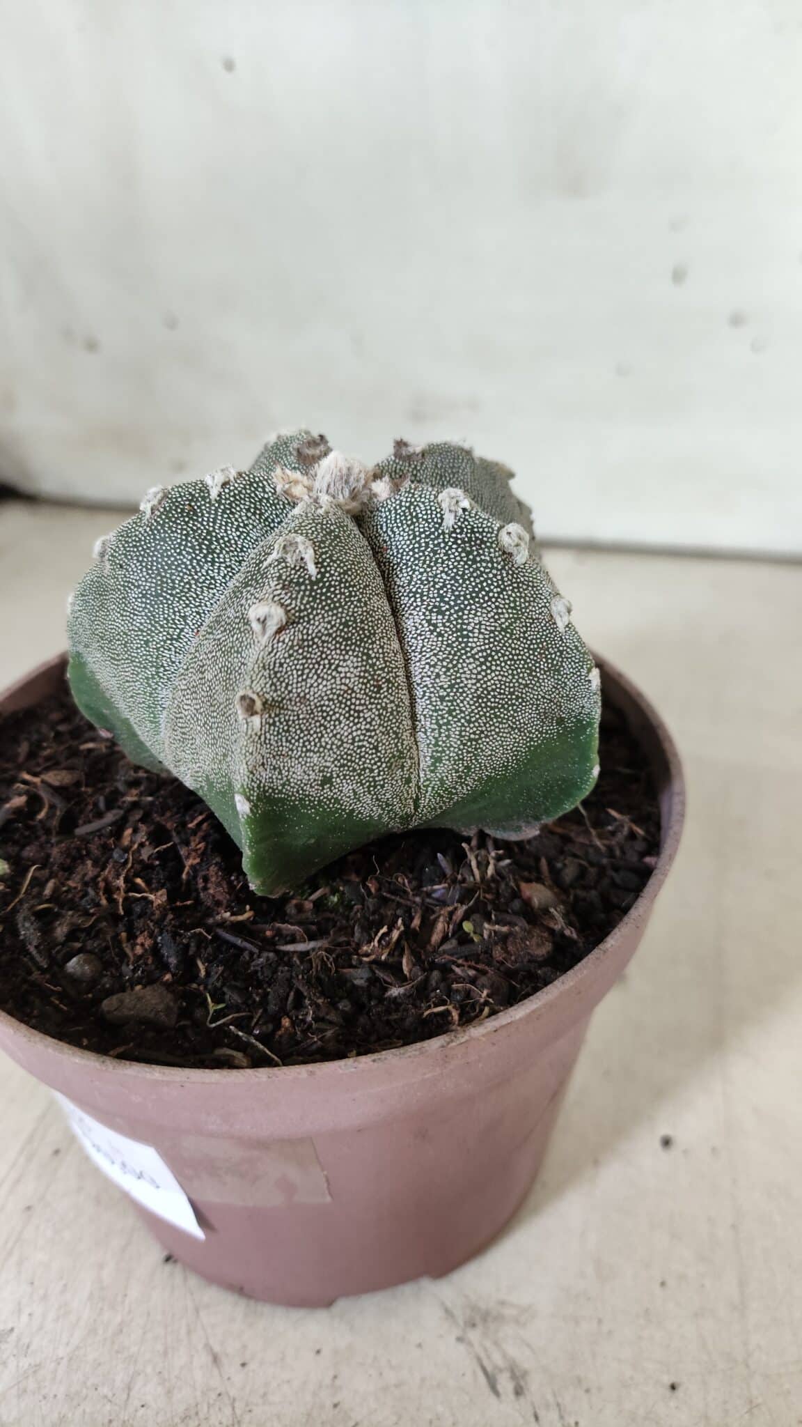 ASTROPHYTUM MYRIOSTIGMA  Nº 718 – vaso 11