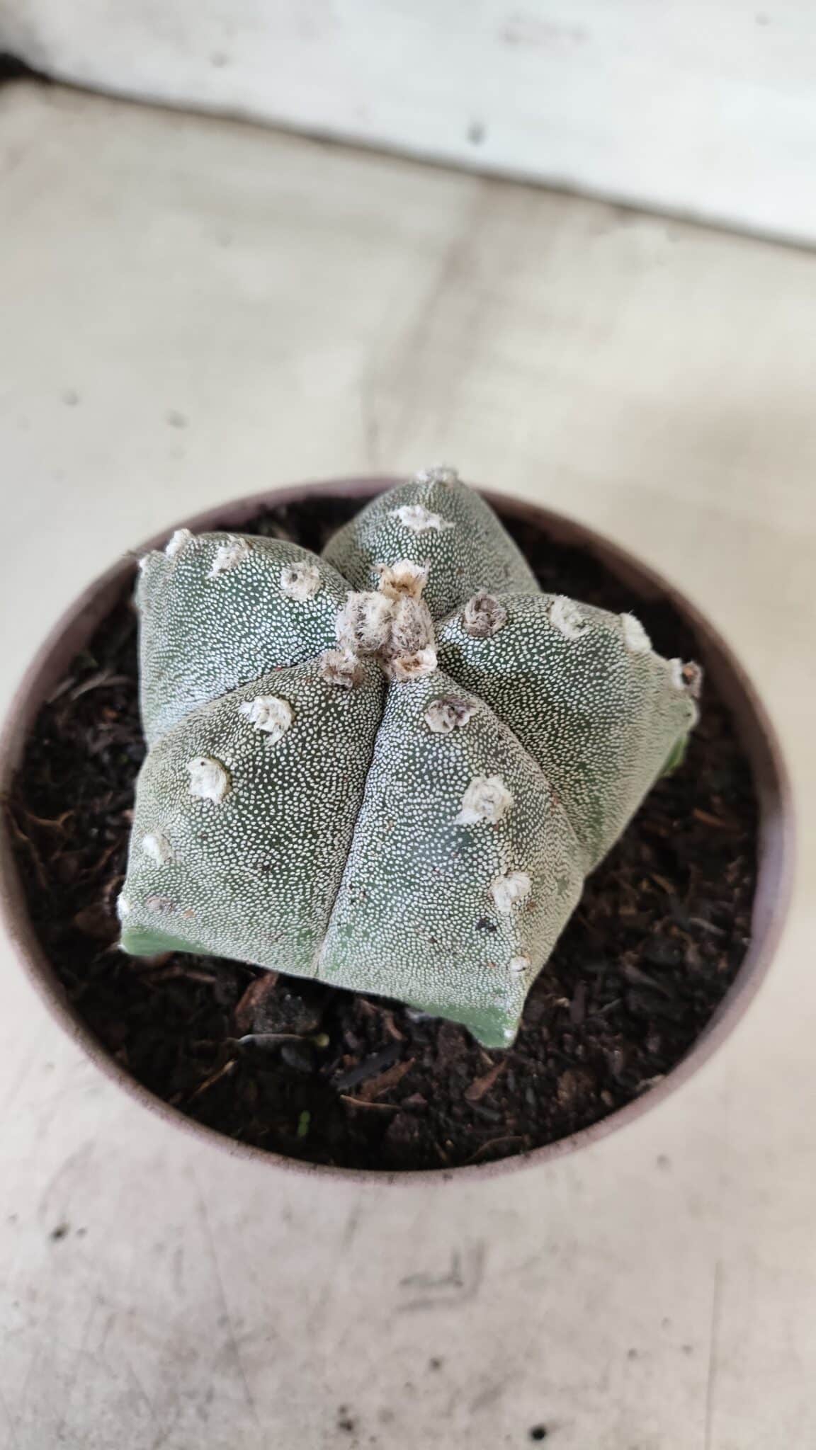 ASTROPHYTUM MYRIOSTIGMA  Nº 718 – vaso 11