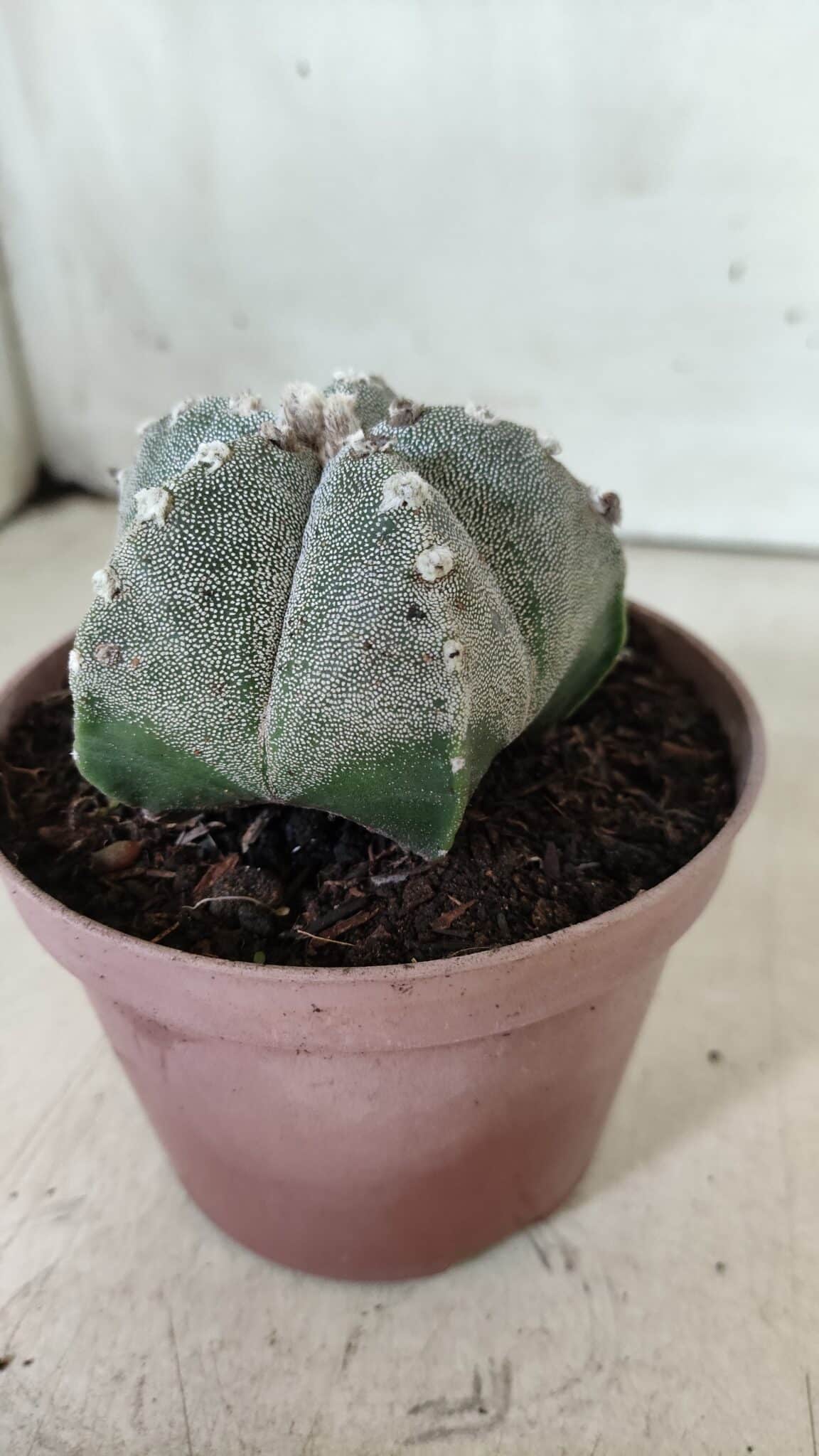 ASTROPHYTUM MYRIOSTIGMA  Nº 718 – vaso 11