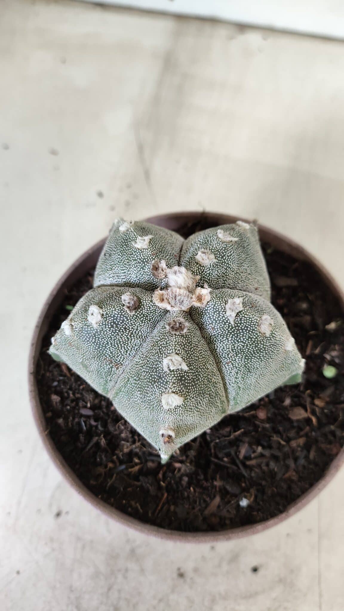 ASTROPHYTUM MYRIOSTIGMA  Nº 718 – vaso 11