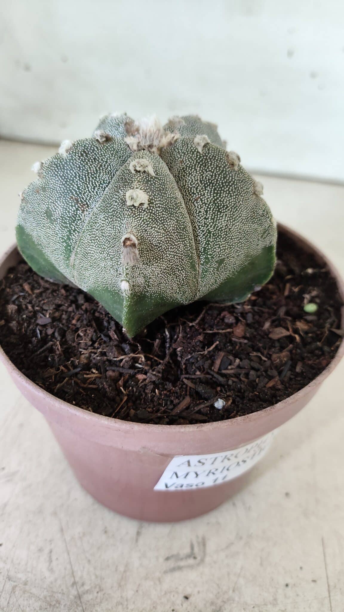 ASTROPHYTUM MYRIOSTIGMA  Nº 718 – vaso 11