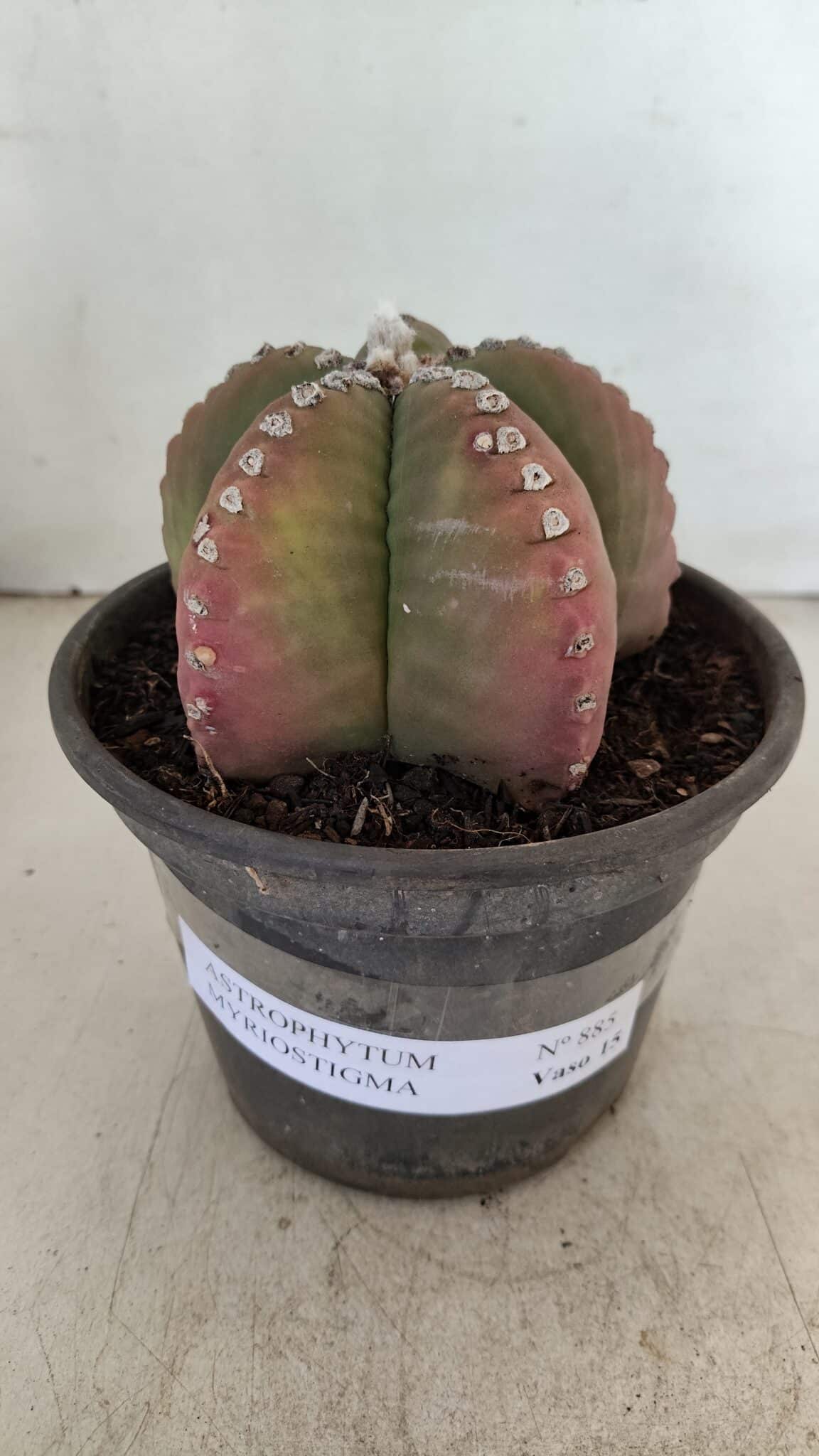 ASTROPHYTUM MYRIOSTIGMA Nº 885 – vaso 15 - foto 2