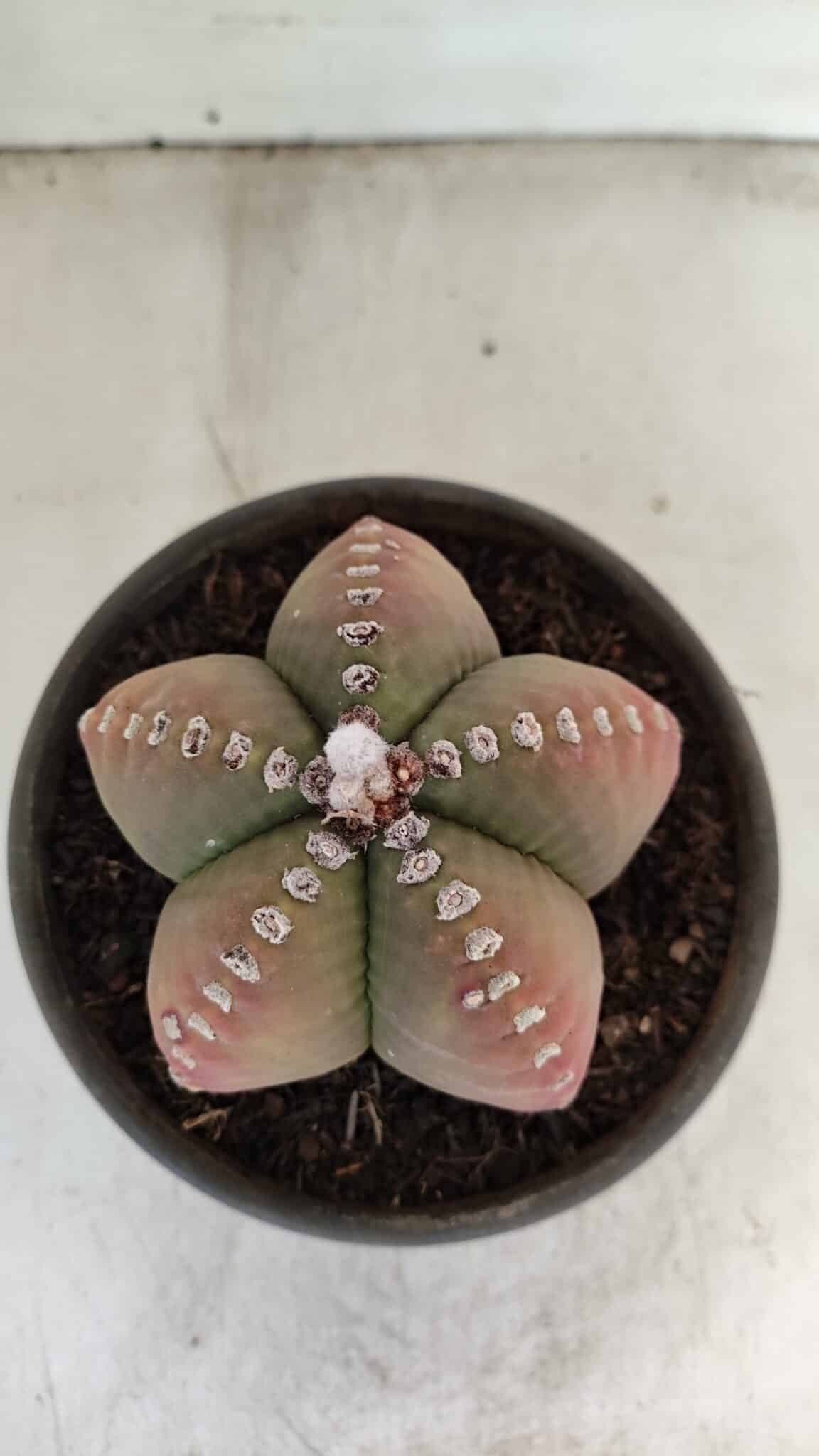 ASTROPHYTUM MYRIOSTIGMA Nº 885 – vaso 15 - foto 3