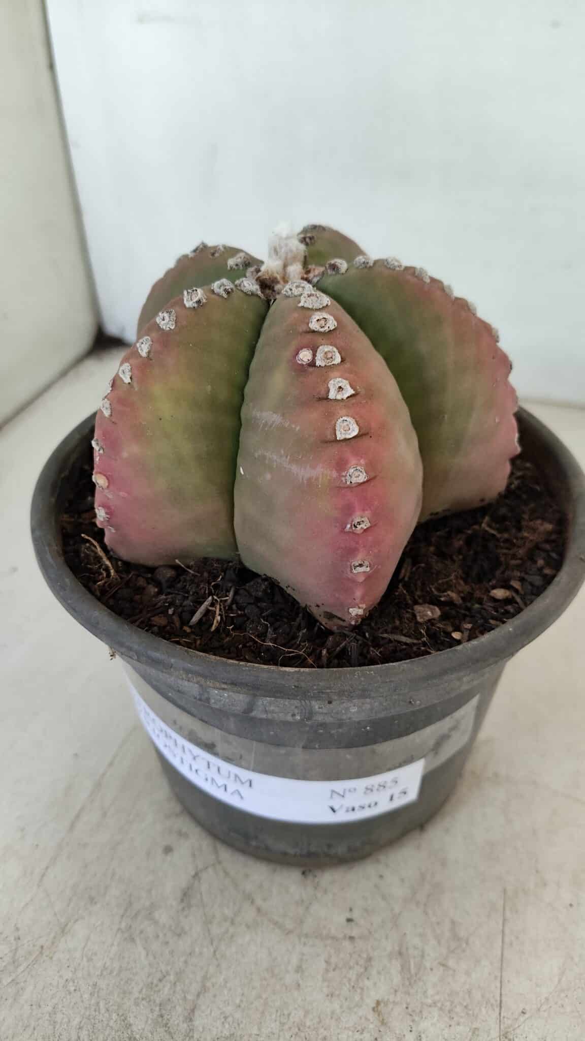 ASTROPHYTUM MYRIOSTIGMA Nº 885 – vaso 15 - foto 9