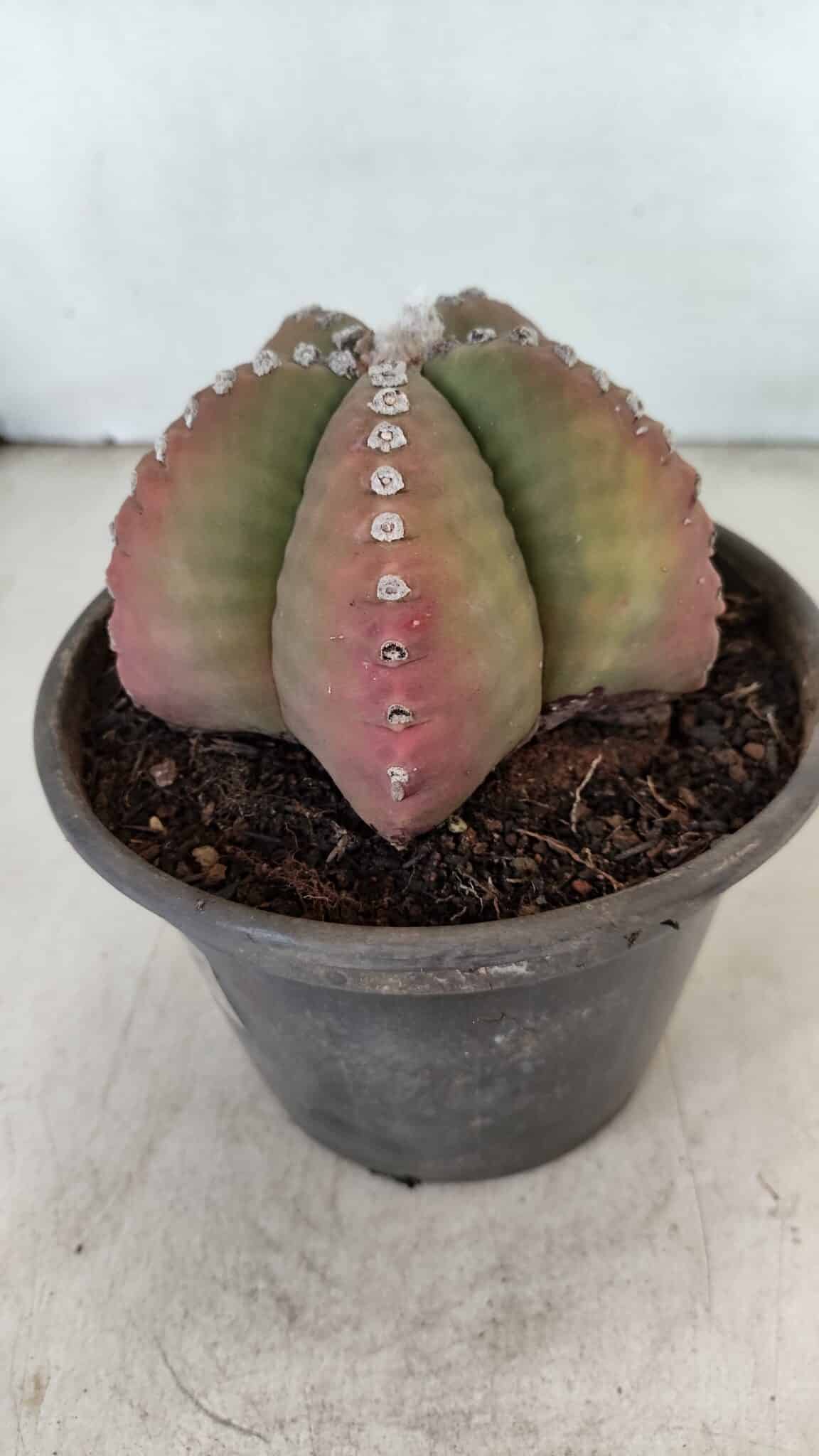ASTROPHYTUM MYRIOSTIGMA Nº 885 – vaso 15 - foto 8