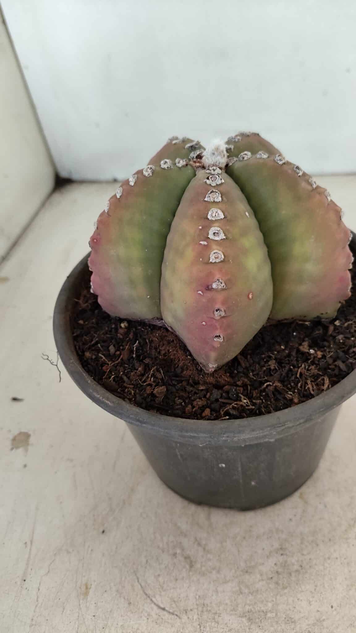 ASTROPHYTUM MYRIOSTIGMA Nº 885 – vaso 15 - foto 7