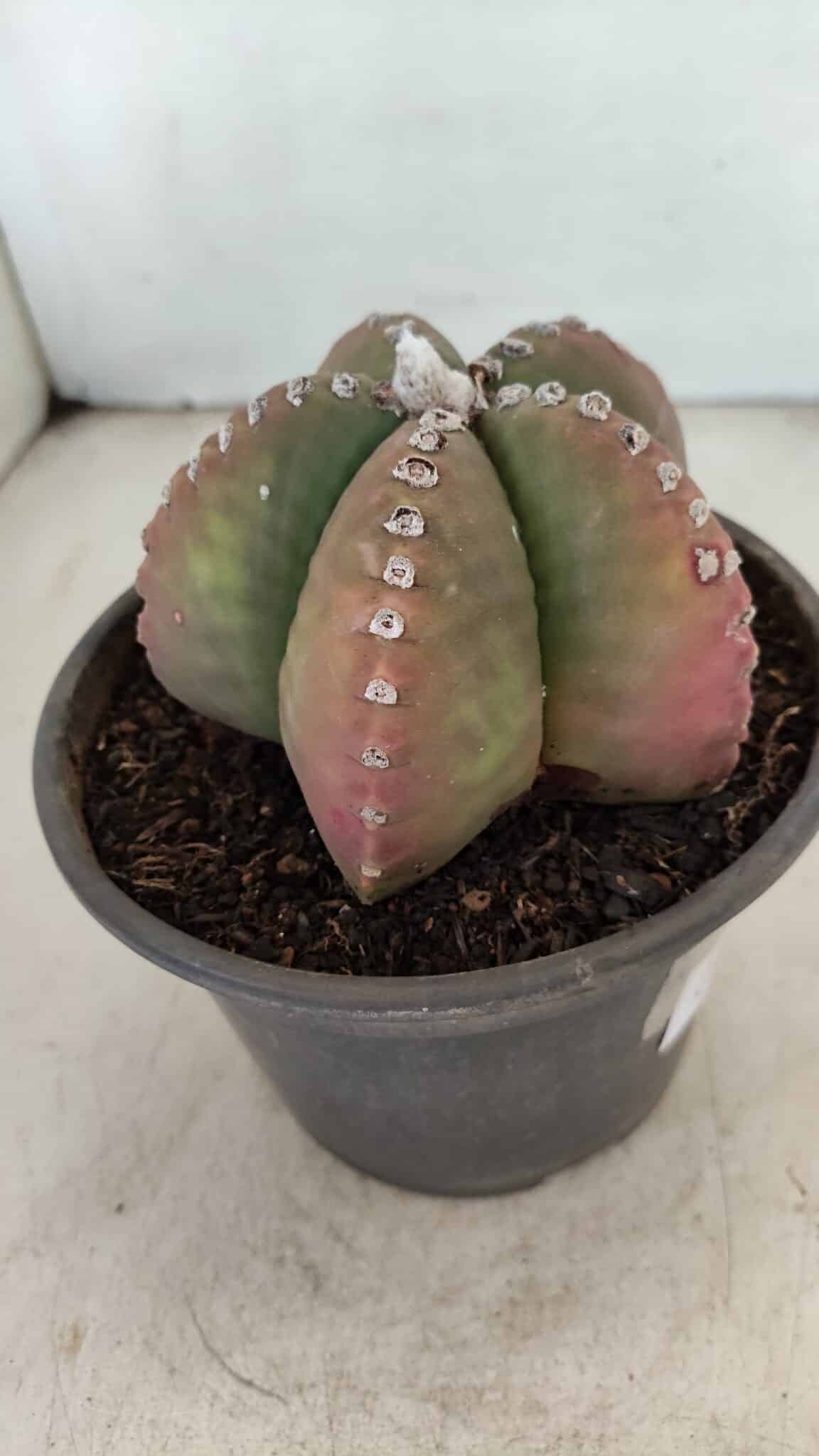 ASTROPHYTUM MYRIOSTIGMA Nº 885 – vaso 15 - foto 6