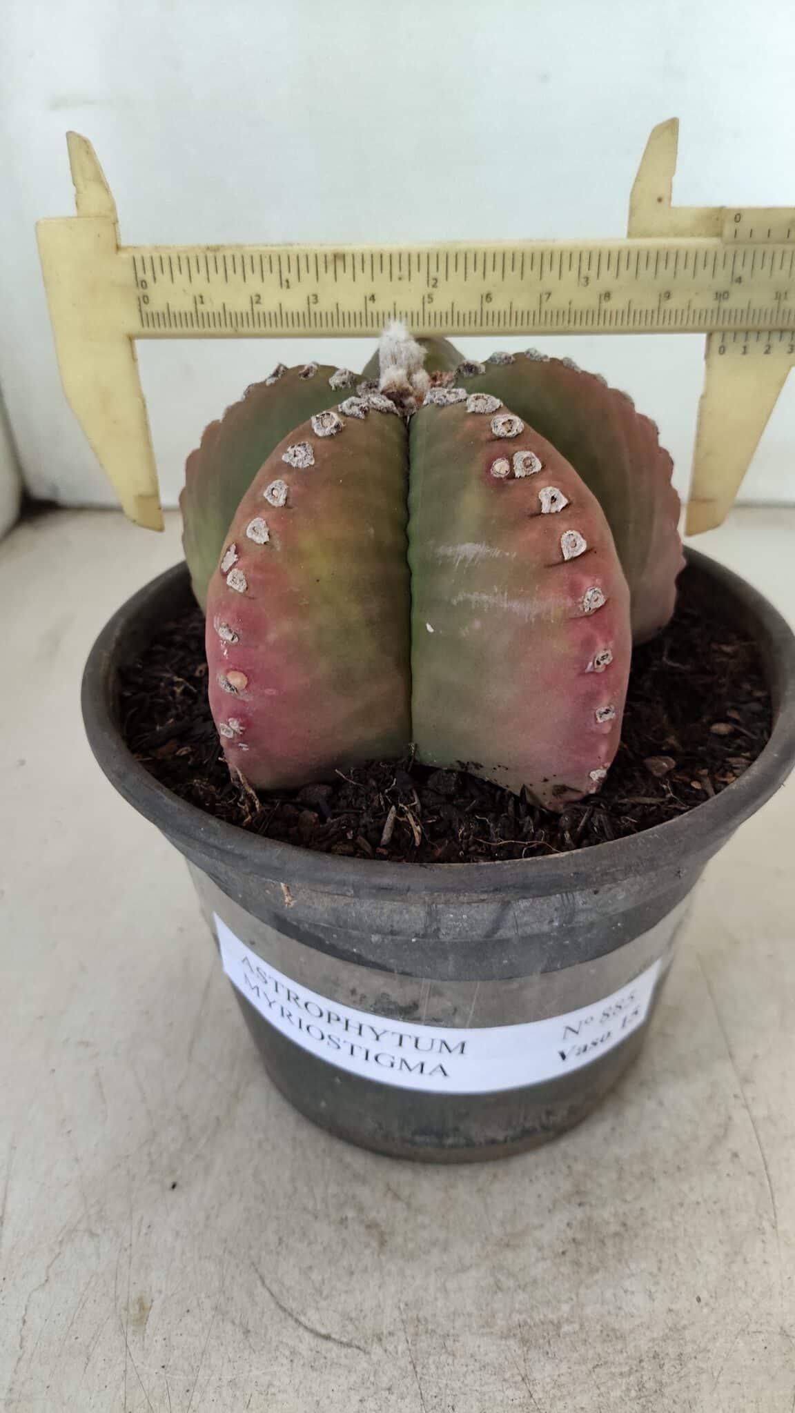 ASTROPHYTUM MYRIOSTIGMA Nº 885 – vaso 15 - foto 4