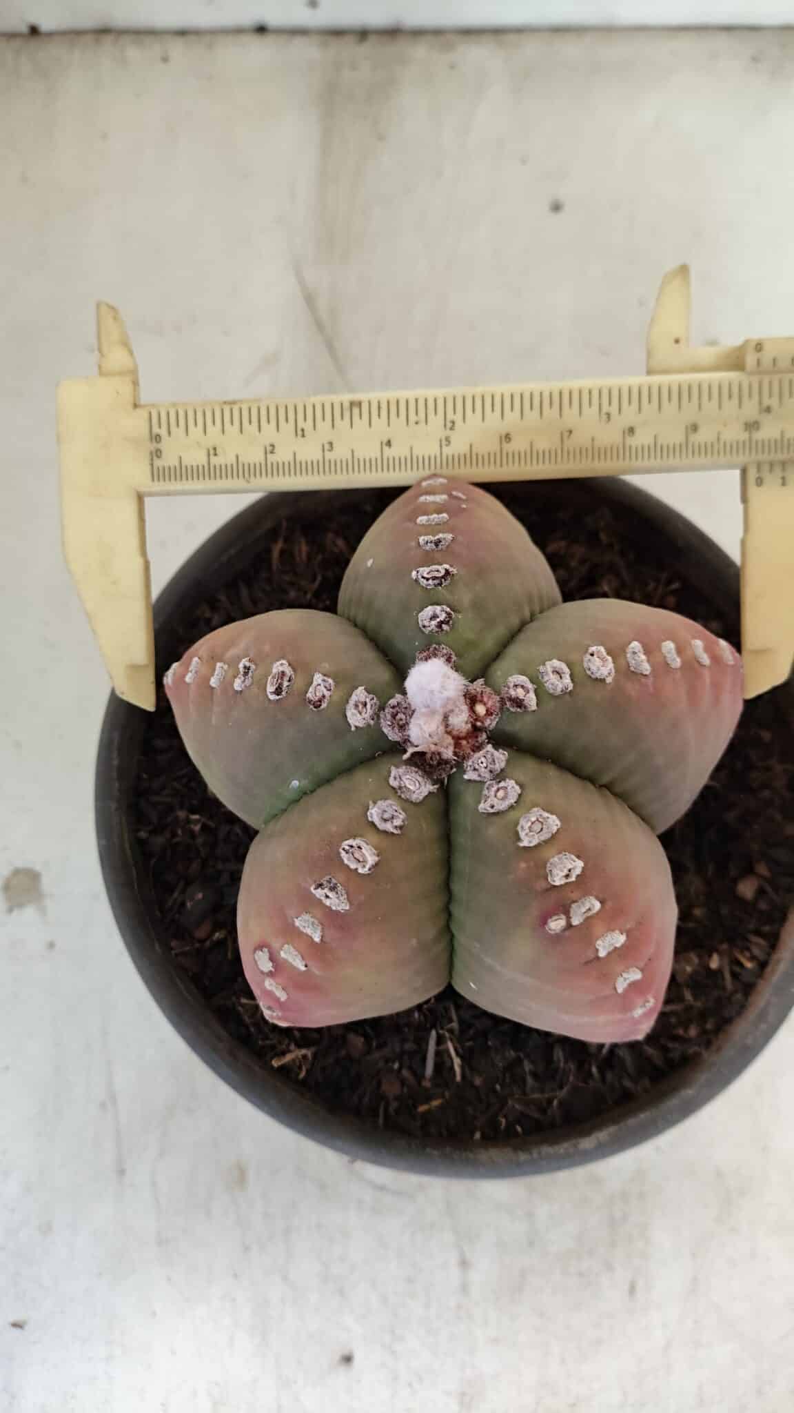 ASTROPHYTUM MYRIOSTIGMA Nº 885 – vaso 15 - foto 5