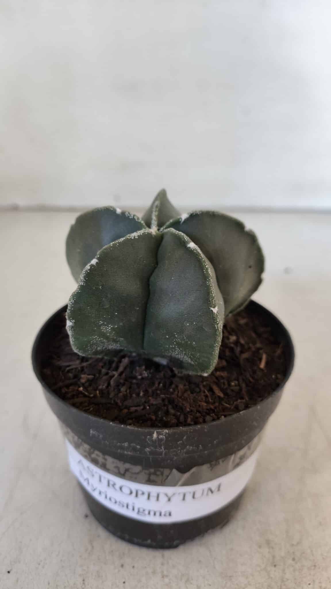 ASTROPHYTUM MYRIOSTIGMA Nº 945 – vaso 09