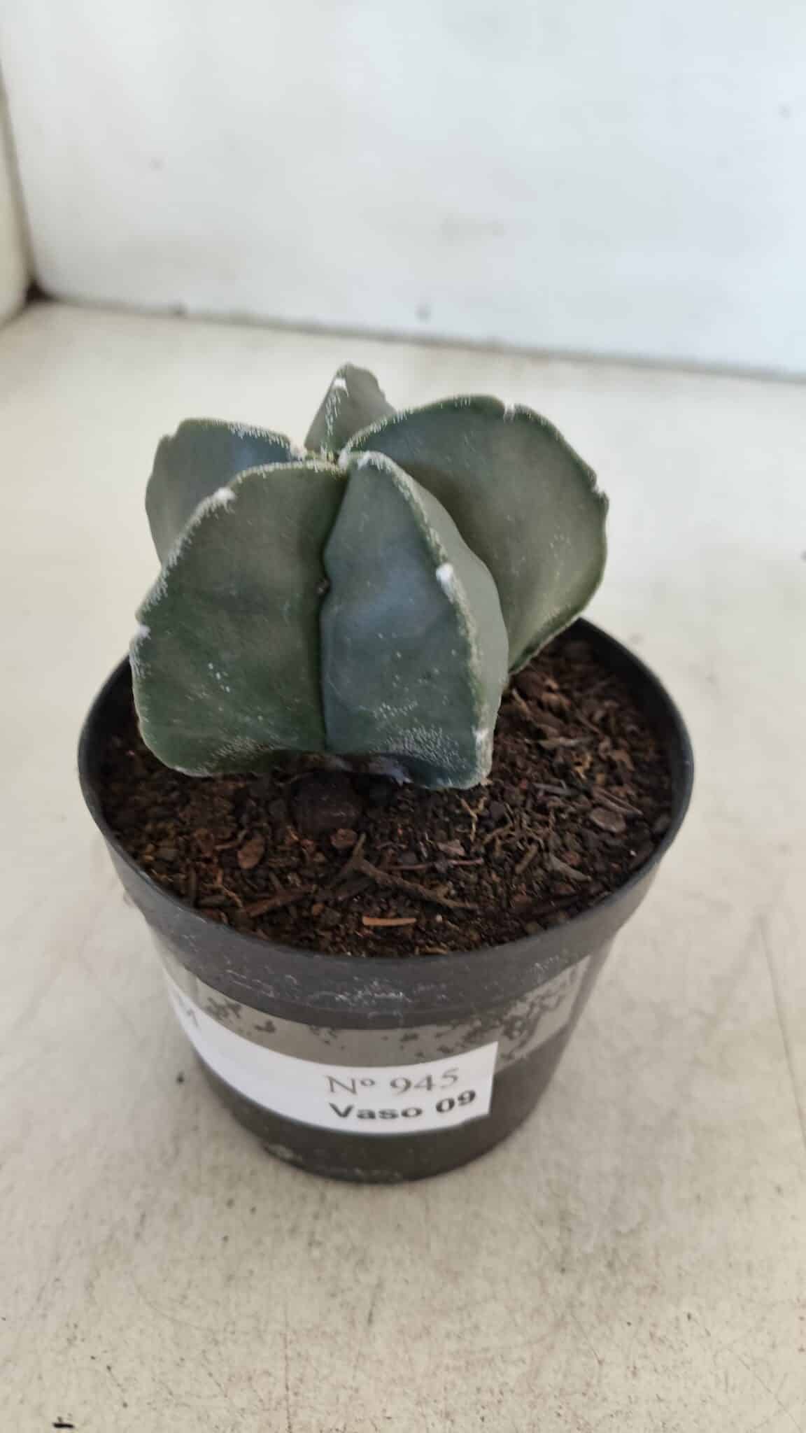 ASTROPHYTUM MYRIOSTIGMA Nº 945 – vaso 09