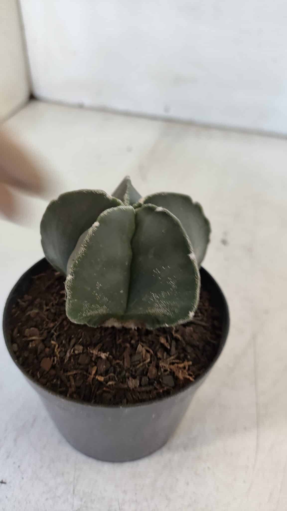 ASTROPHYTUM MYRIOSTIGMA Nº 945 – vaso 09