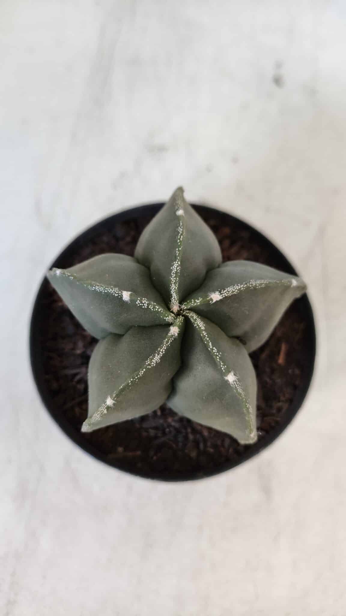 ASTROPHYTUM MYRIOSTIGMA Nº 945 – vaso 09