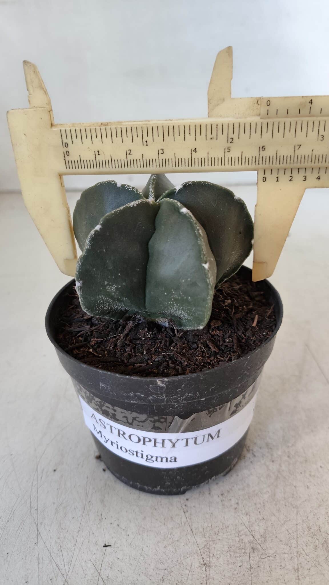 ASTROPHYTUM MYRIOSTIGMA Nº 945 – vaso 09