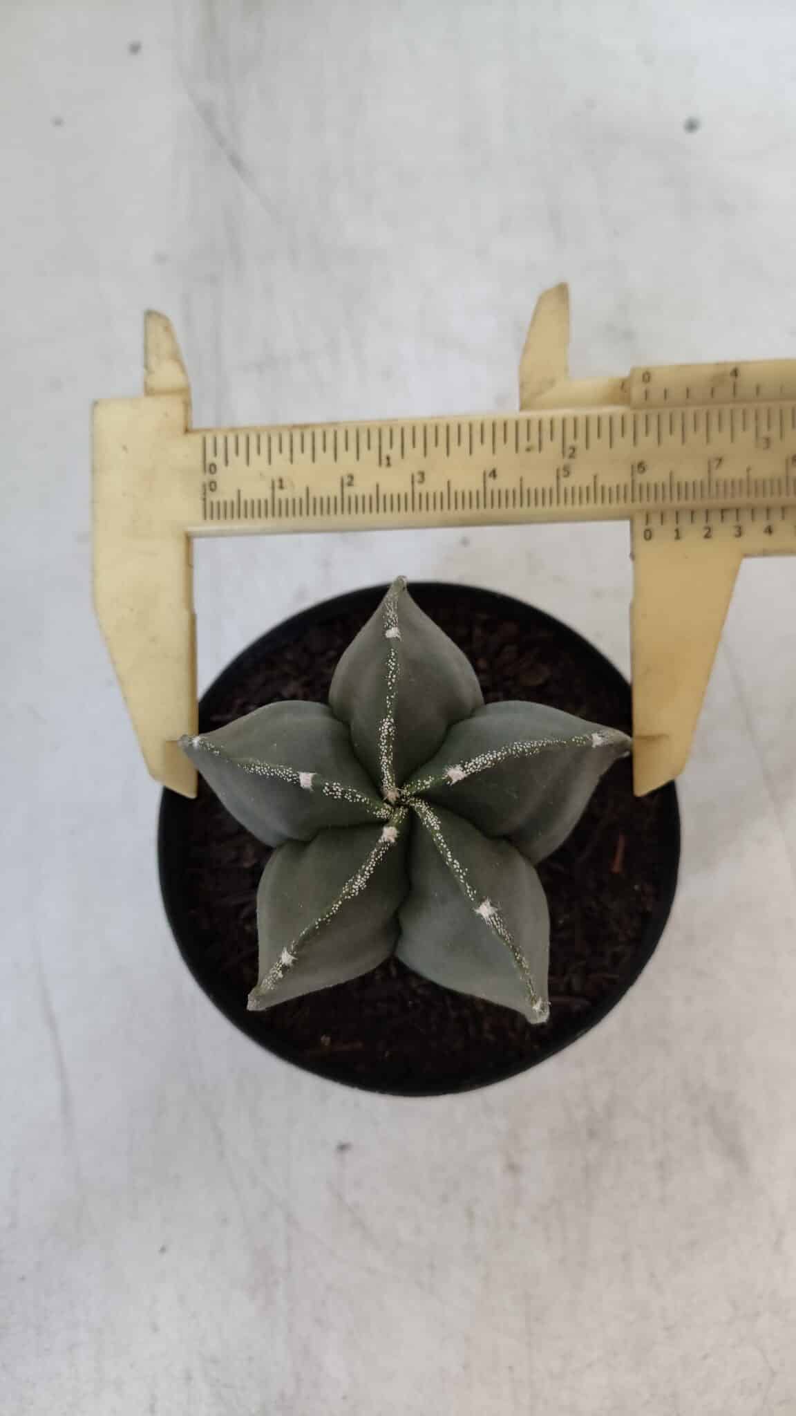 ASTROPHYTUM MYRIOSTIGMA Nº 945 – vaso 09
