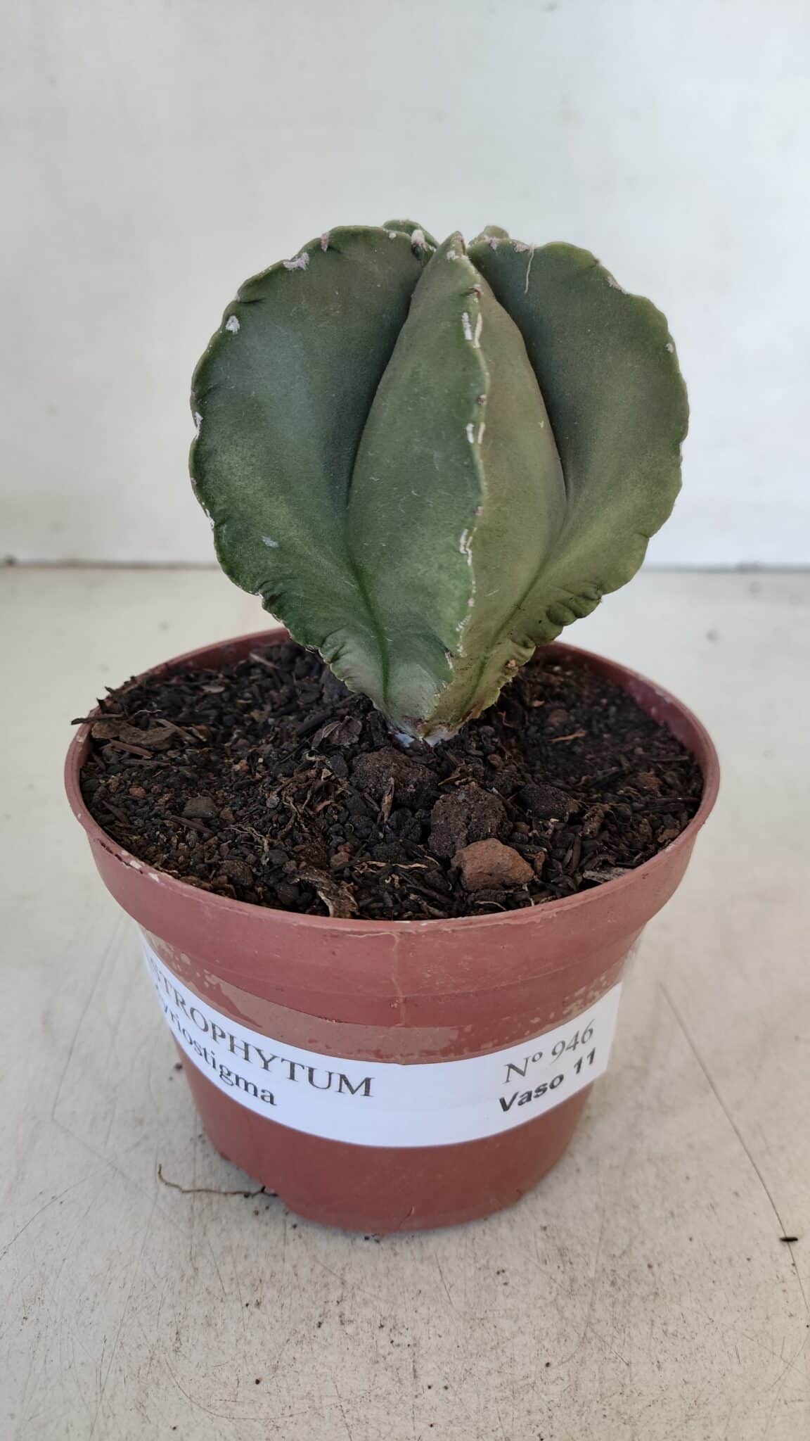 ASTROPHYTUM MYRIOSTIGMA Nº 946 – vaso 11