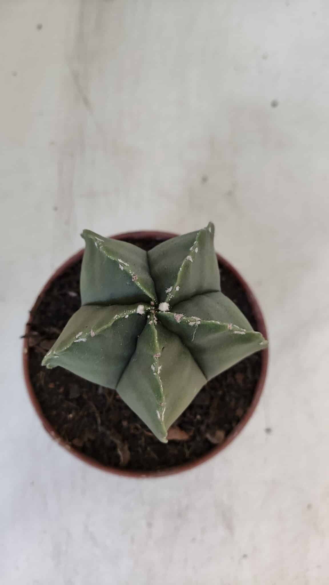 ASTROPHYTUM MYRIOSTIGMA Nº 946 – vaso 11