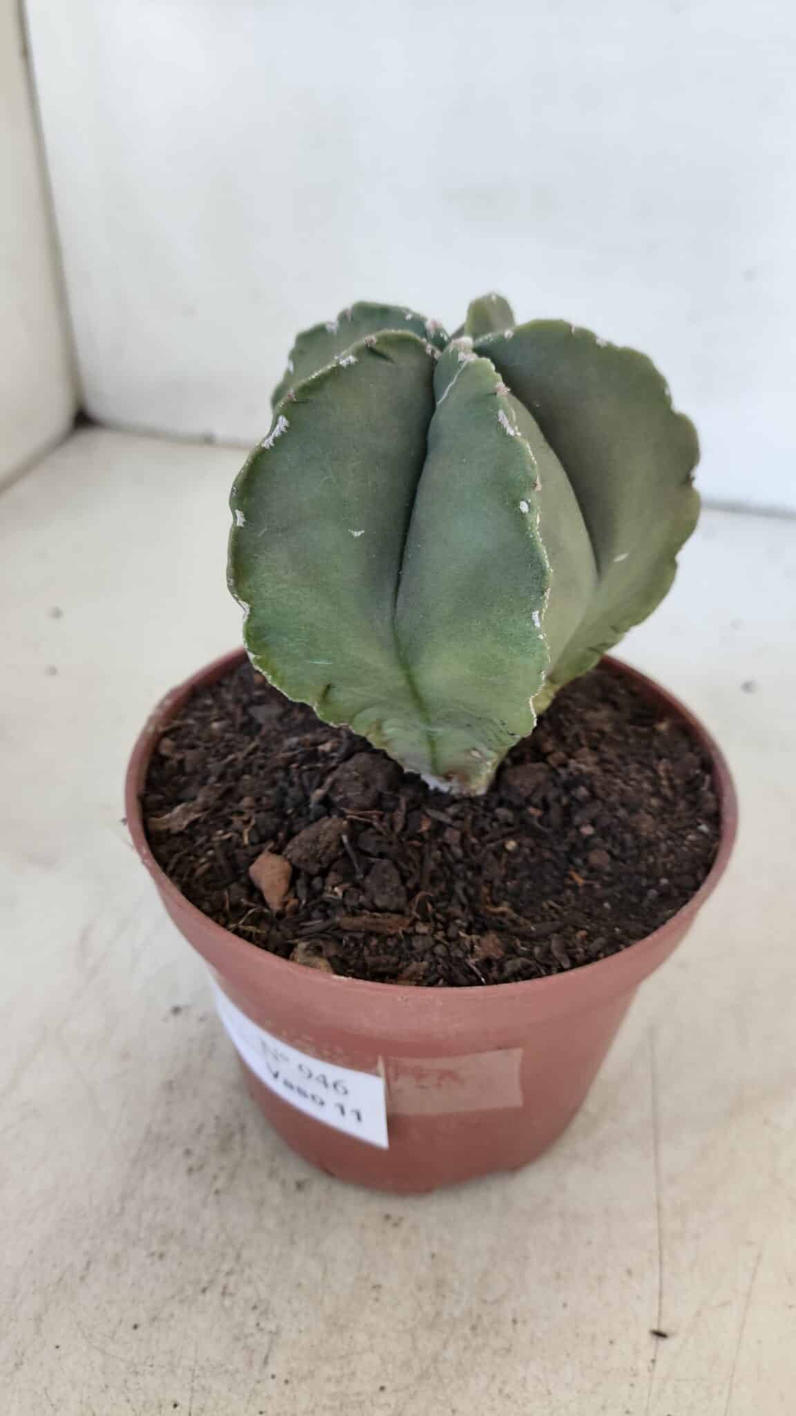 ASTROPHYTUM MYRIOSTIGMA Nº 946 – vaso 11